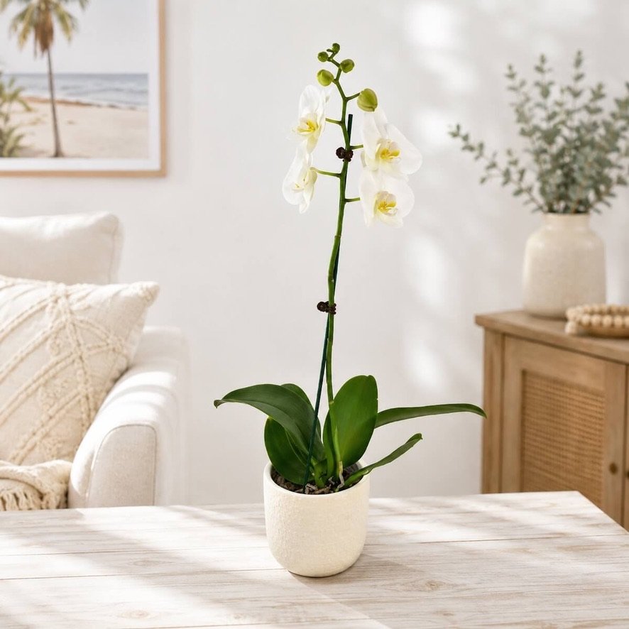 Orchid Plant with long-lasting blooms in various colors, elegant indoor houseplant, perfect gift for home or office décor.