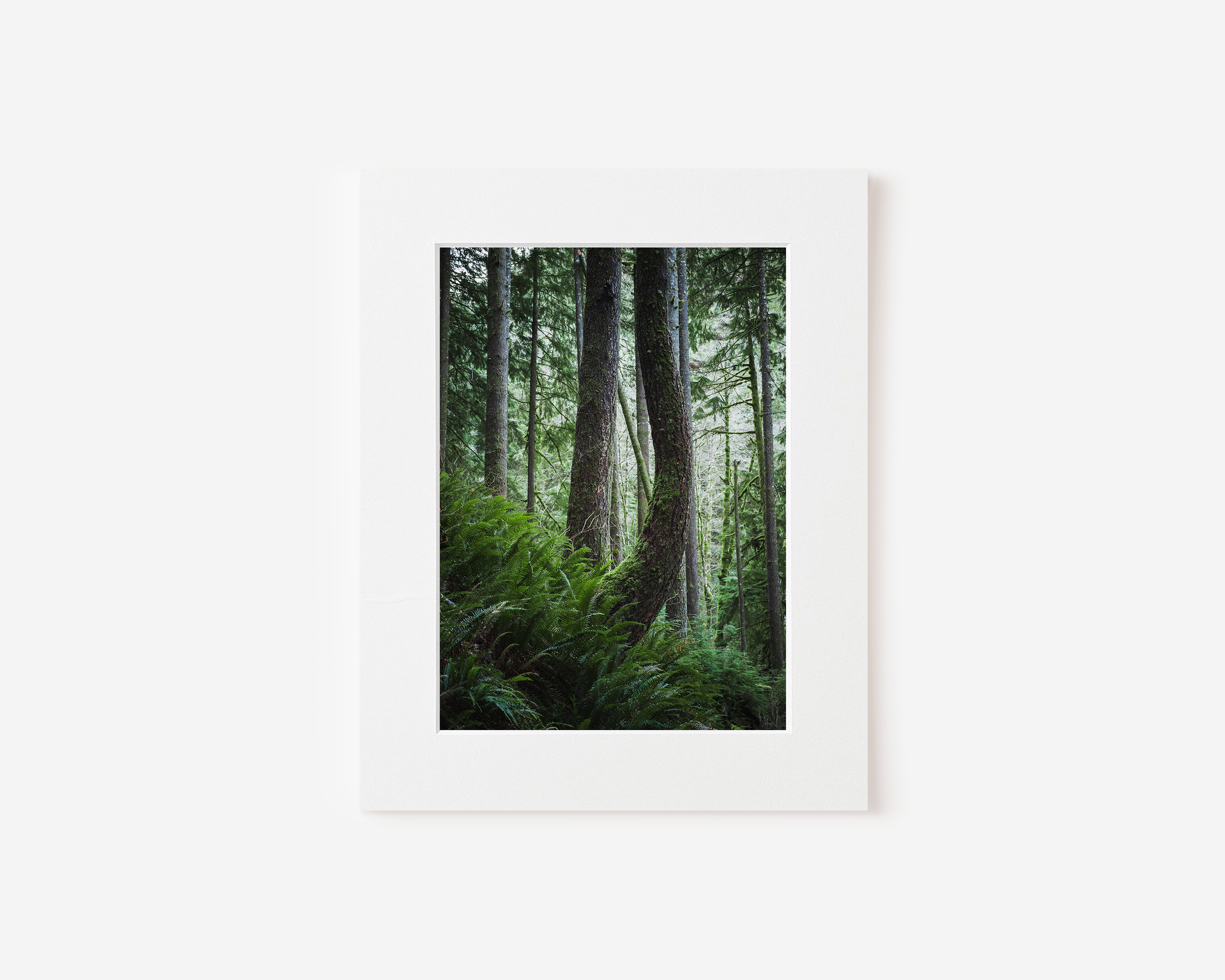 Matted Print - Bent Tree.png