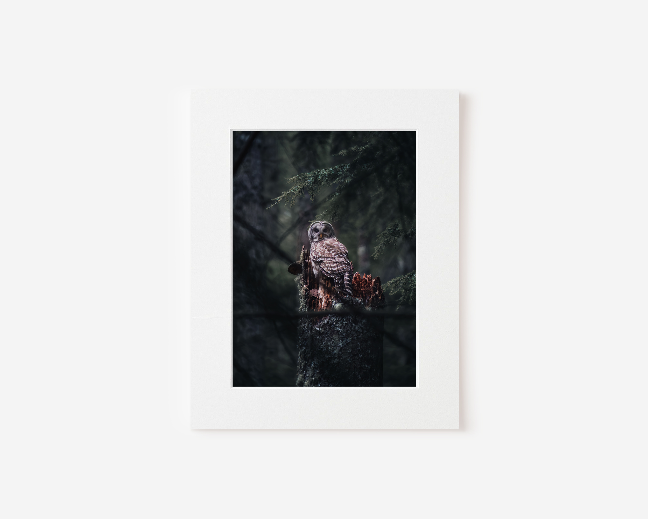 Matted Print - Owl in Forest.png