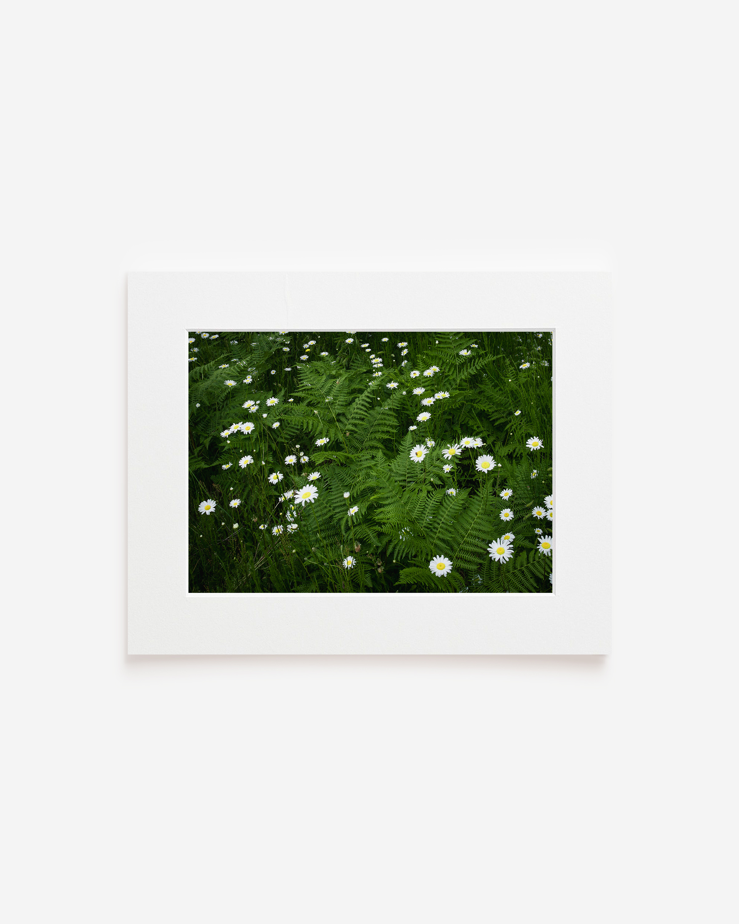 Matted Print - Ferny Wonderland.png