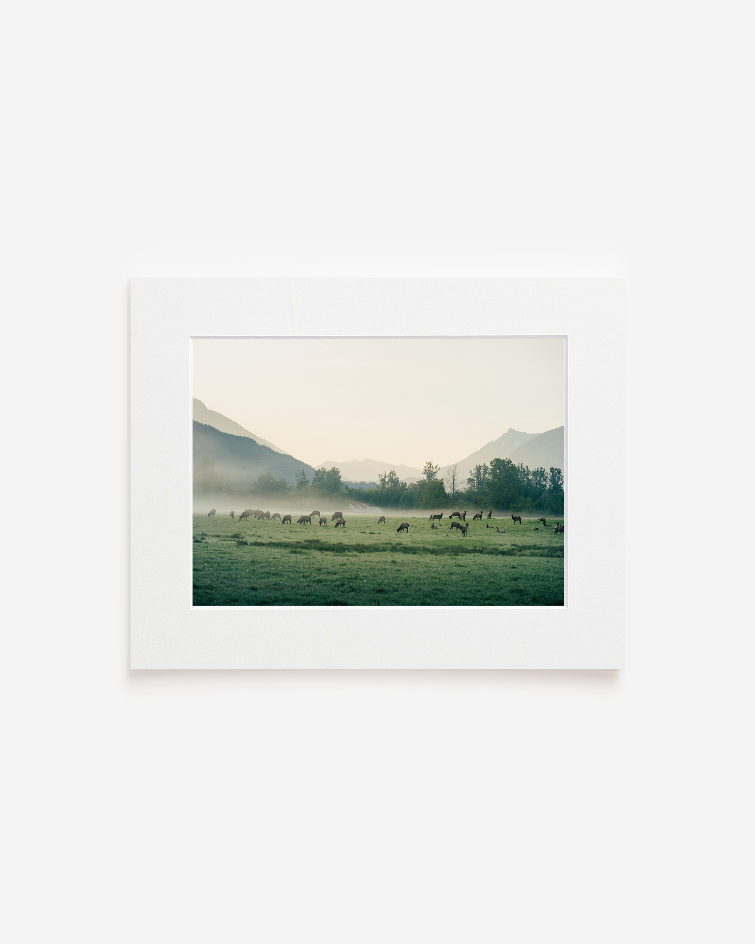 Matted Print - Elk Herd.png