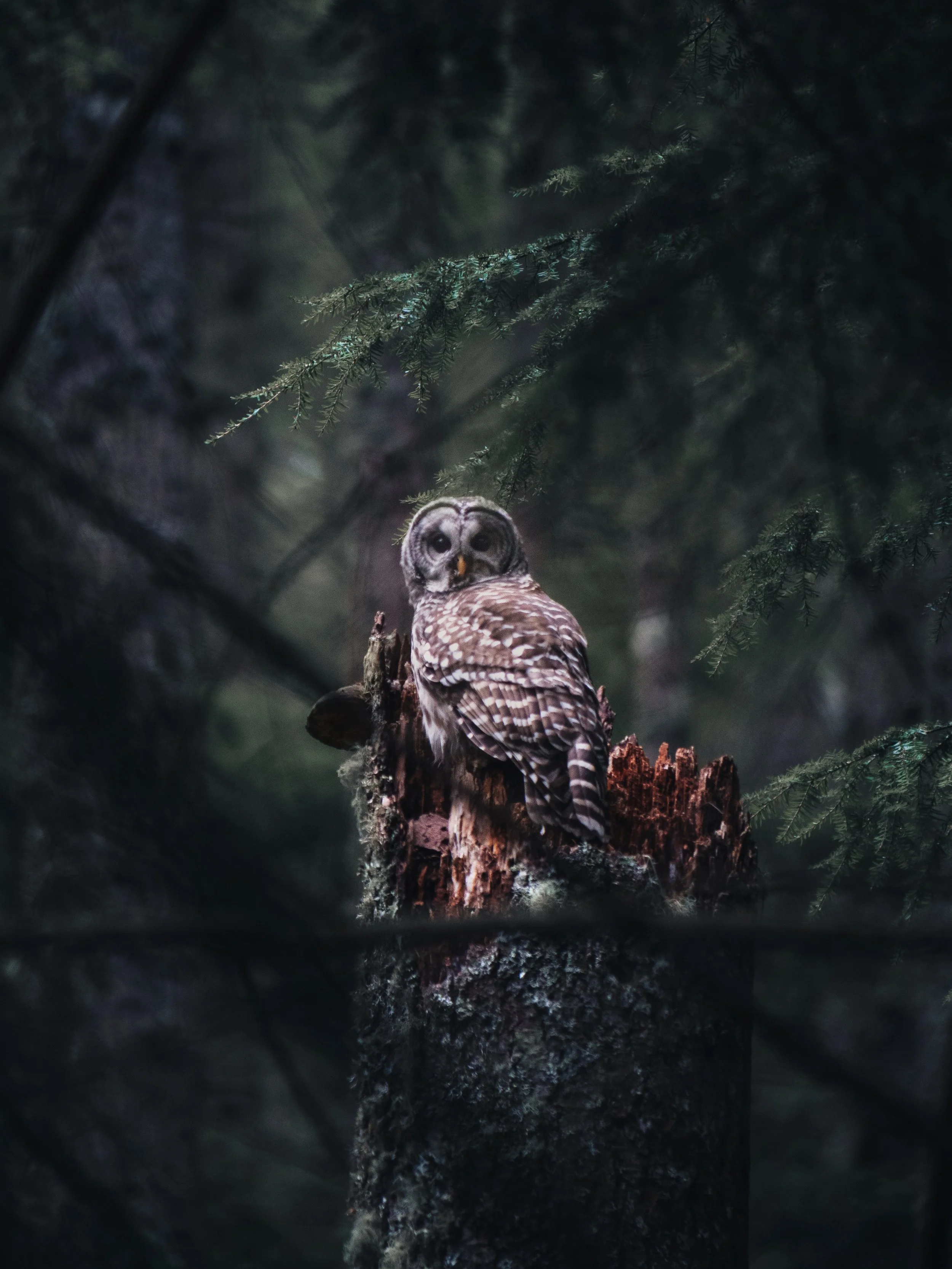 P1016732-Edit.jpg