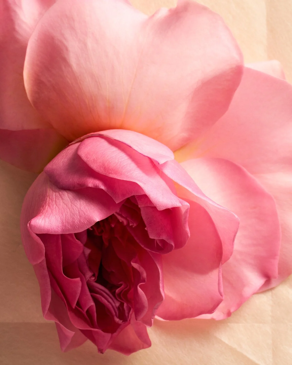 25-03 3153-28C SEL_NST LR INGREDIENT 1 ROSE_SRGB300_4x5.jpg