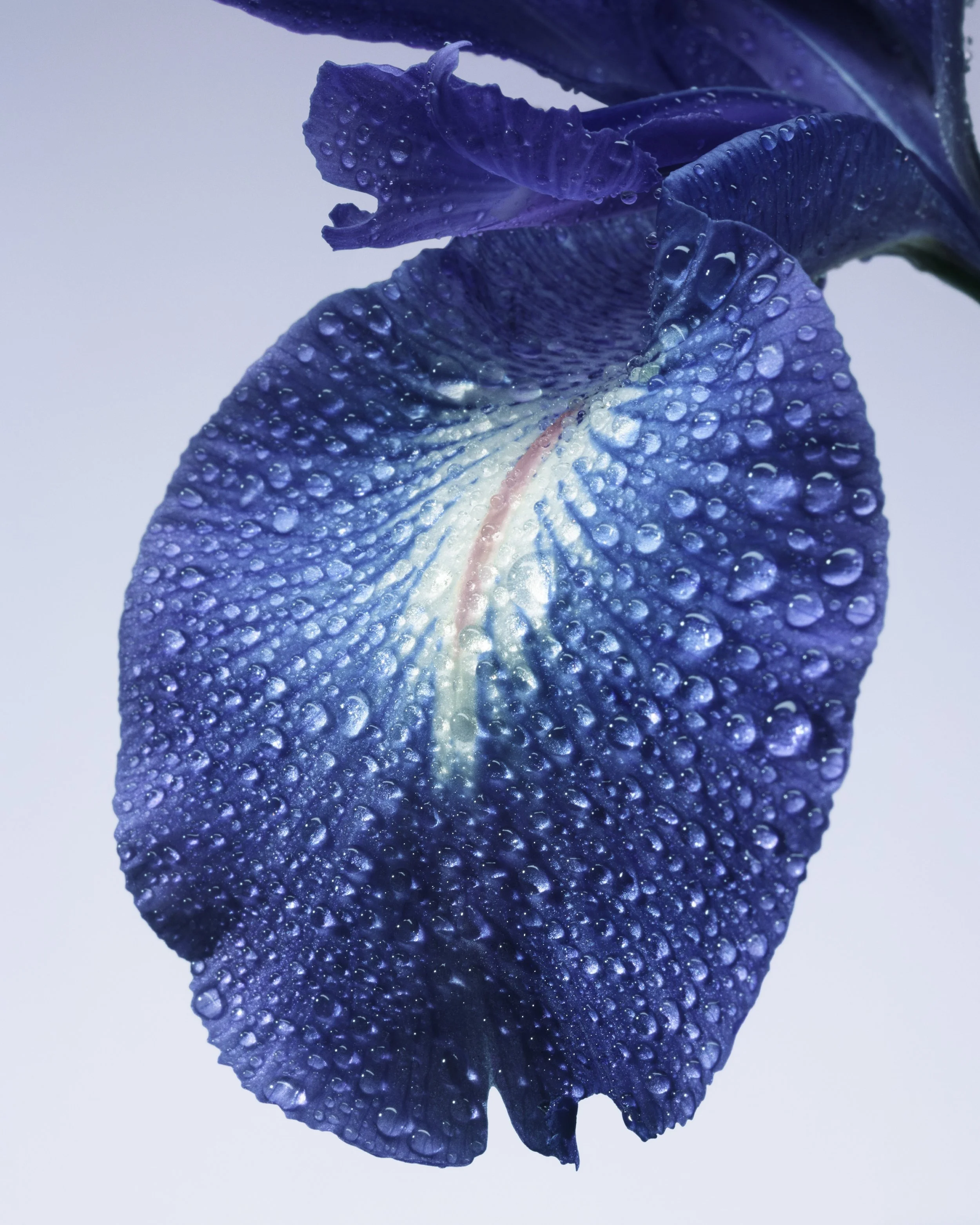 ARMANI PRIVÉ