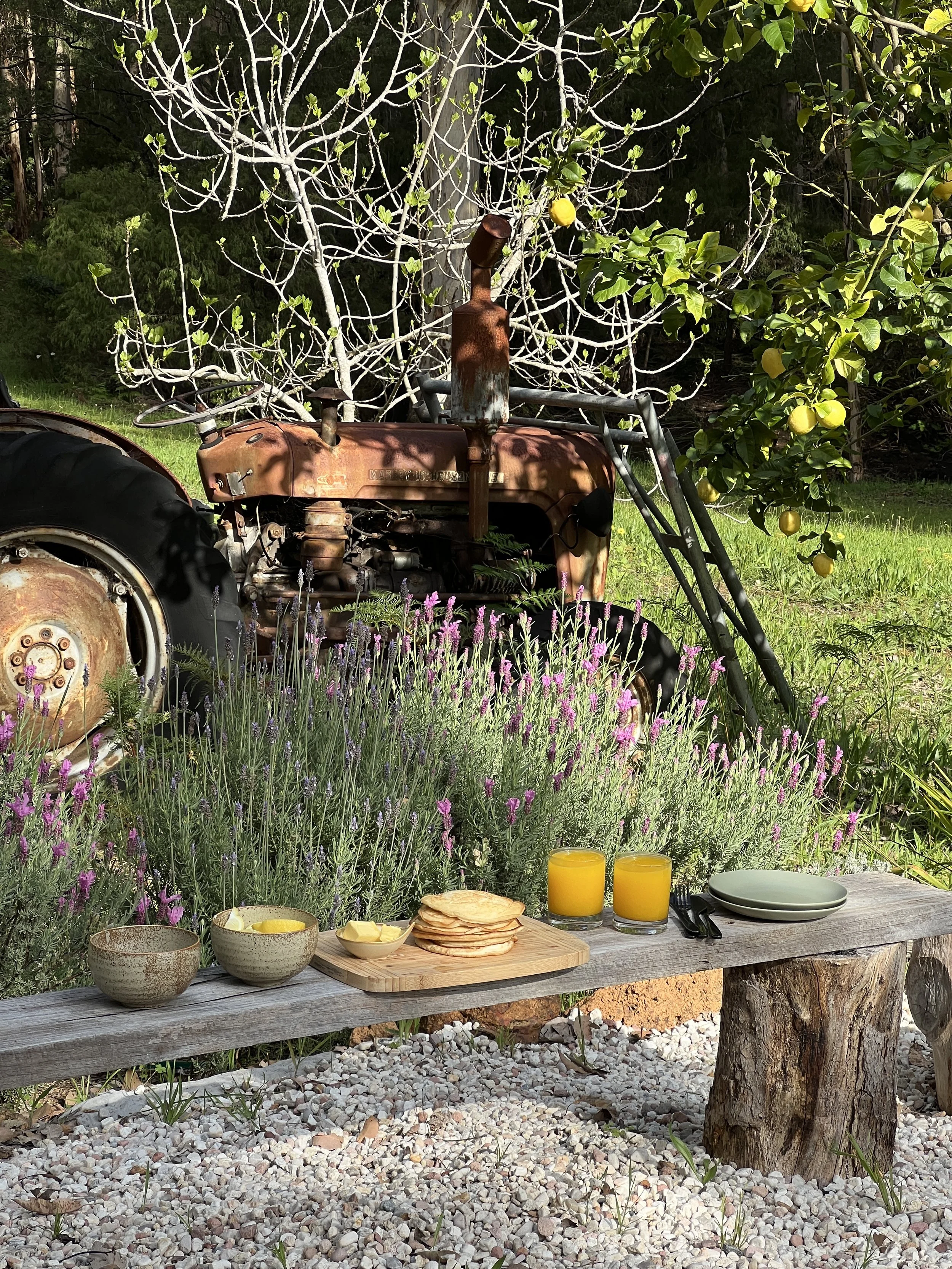 Outdoor breakfast setup on a rustic wooden bench with plates, glasses of orange juice, and breakfast foods in front of an old tractor, lemon trees, and purple flowering plants.