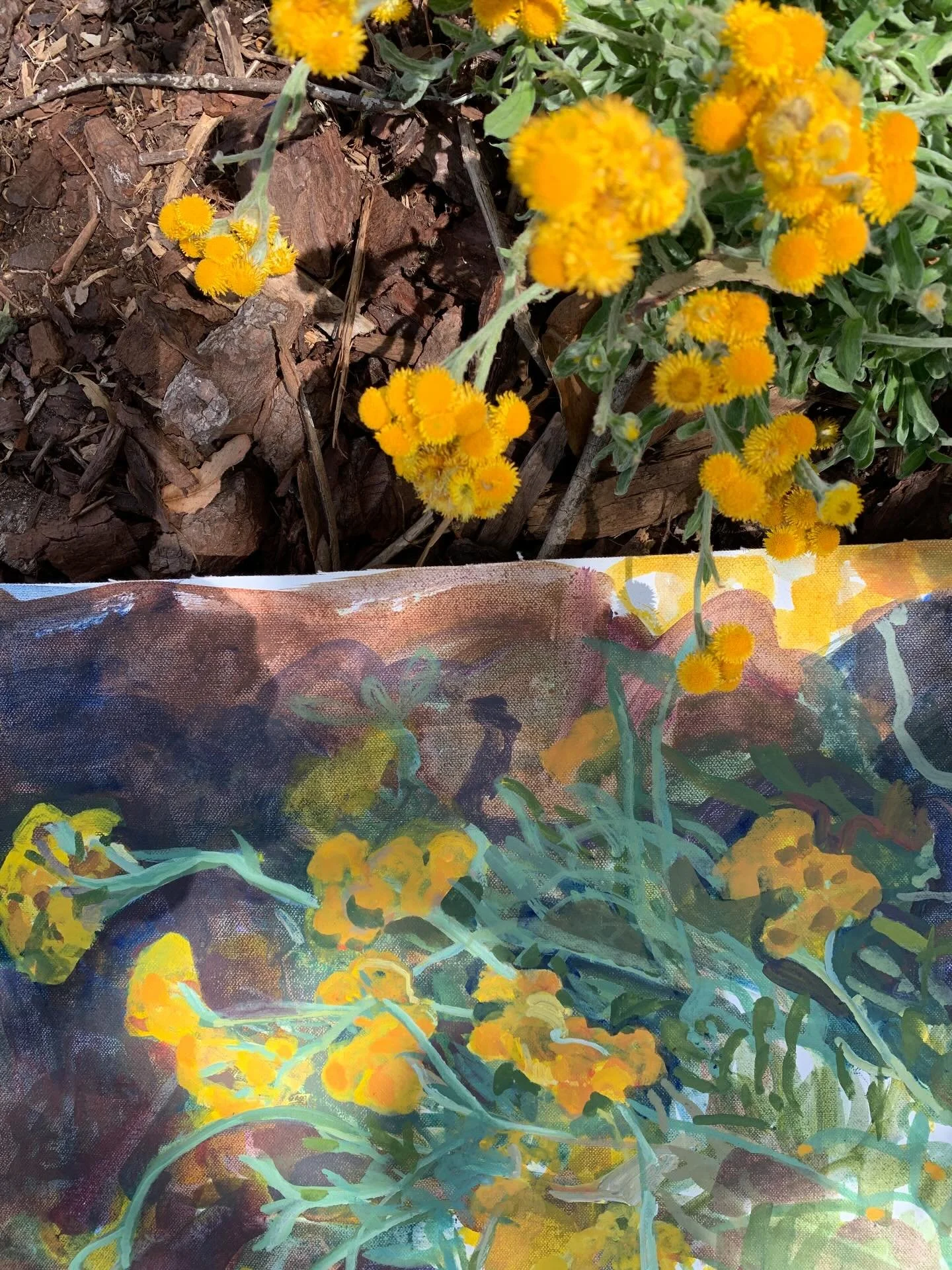 Painting Chrysocephalum is a joy and challenge to me. Light, wind and nature changes constantly and reminds me to let go and change with it. It&rsquo;s helpful having George nearby keeping me company:)