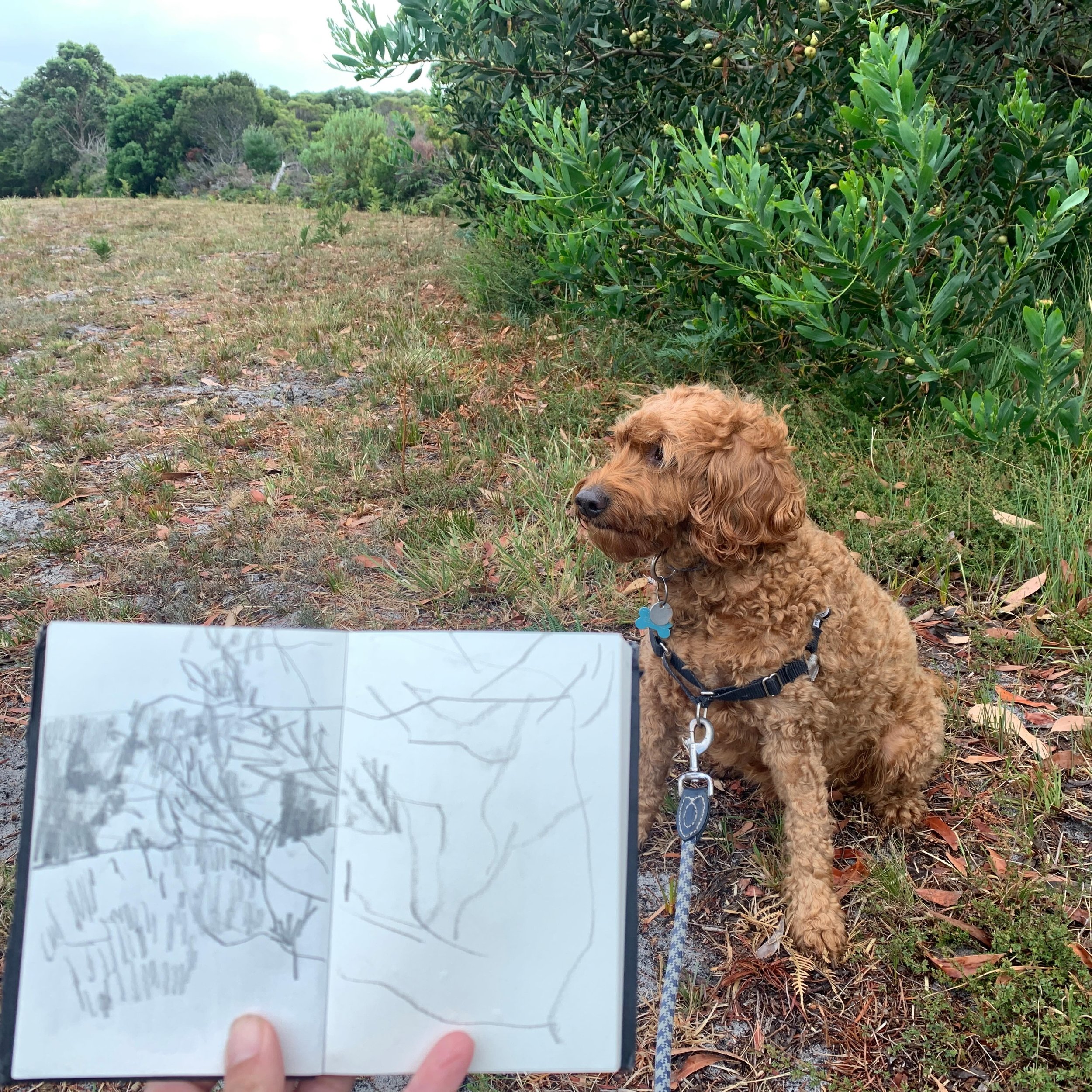 Often my ideas come from walks with George, starting with a quick sketch that evolves through painting. They take different turns in the process but I&rsquo;m so grateful for the little starts that get me going&hellip;

Thanks so much Flick for havin