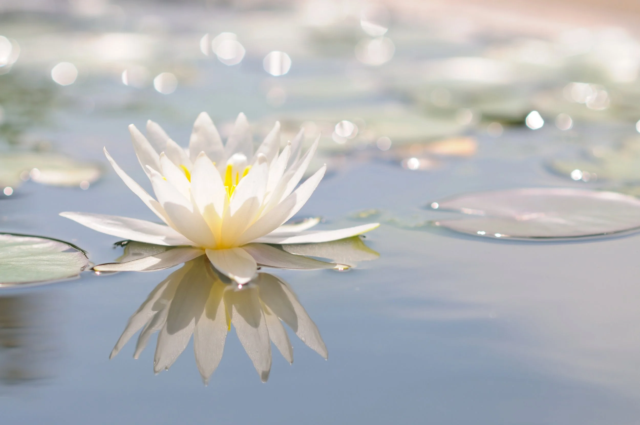 White water lily with yellow center floating on a pond with reflections and lily pads.