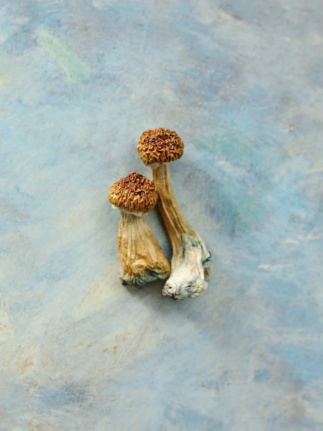 Three small mushrooms with brown caps and white stems on a textured blue background.