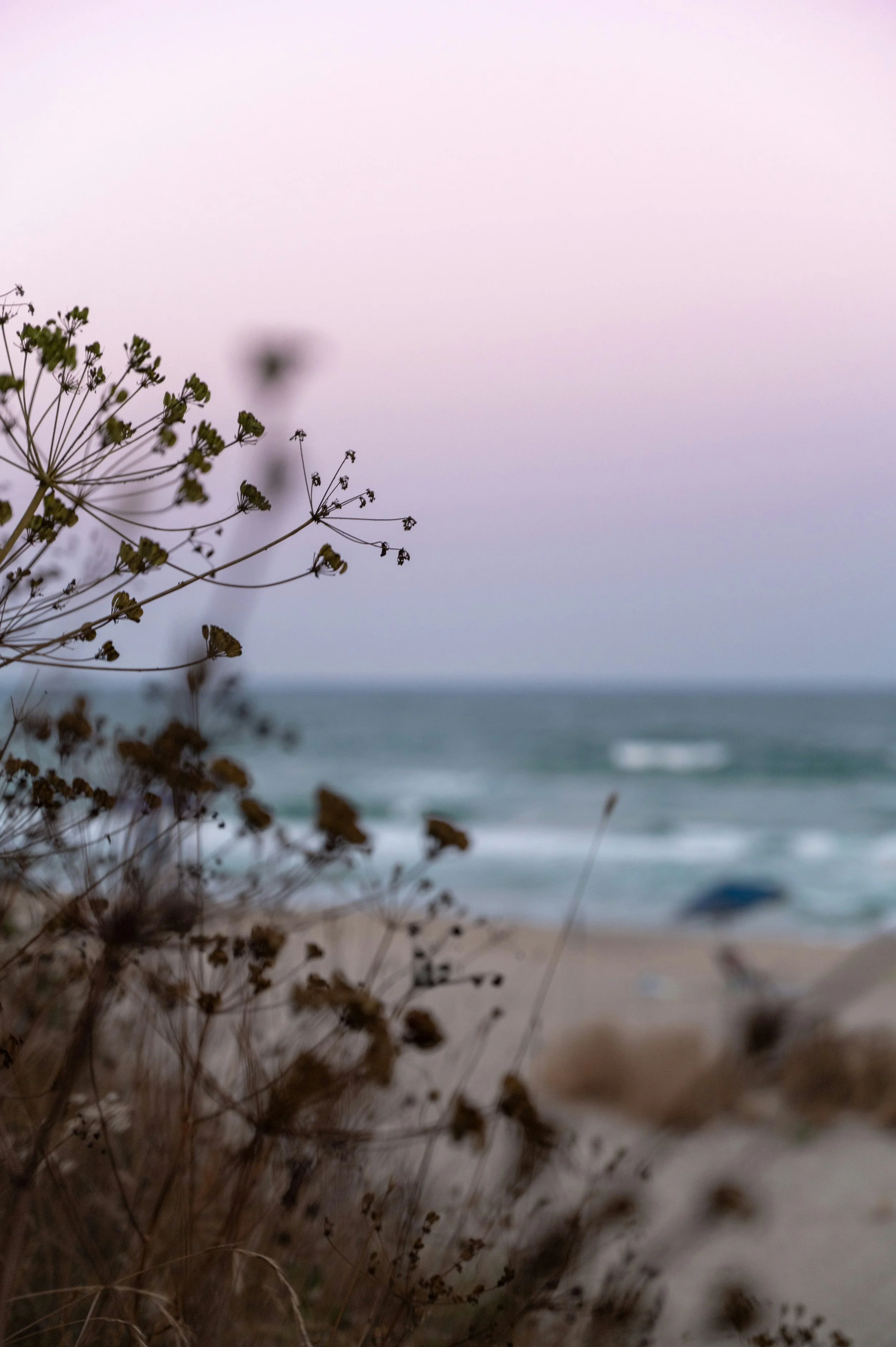 A blurred beach scene with waves, sand, a blue umbrella, and a pastel sky, framed by dry plants in the foreground.