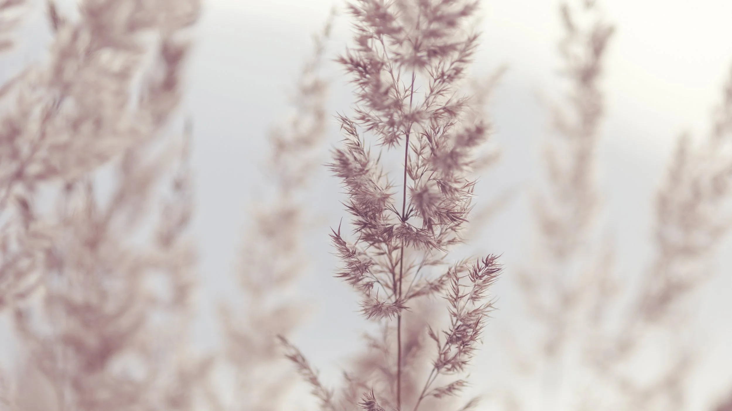 Close-up of dried pinkish-beige grass stalks with soft, blurred background
