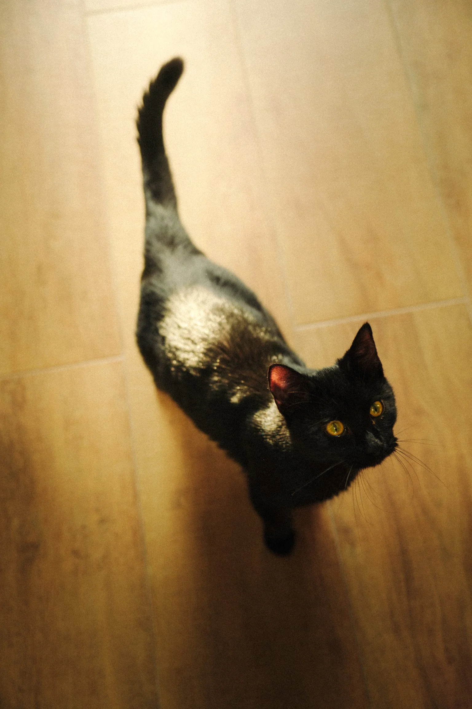 Gatto nero sul pavimento di legno visto dall'alto.