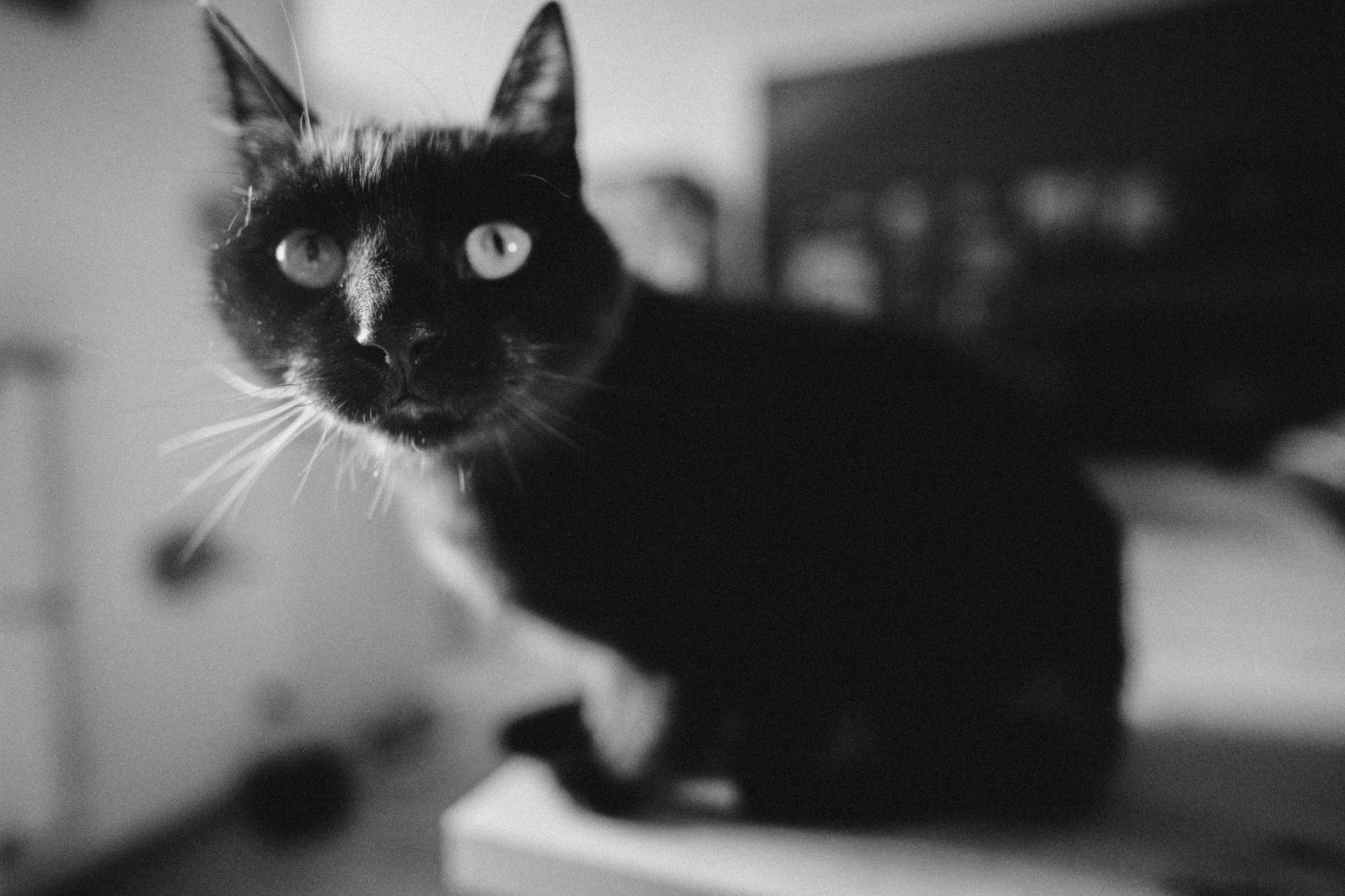 Gatto nero con occhi chiari, in primo piano, in uno scatto in bianco e nero.