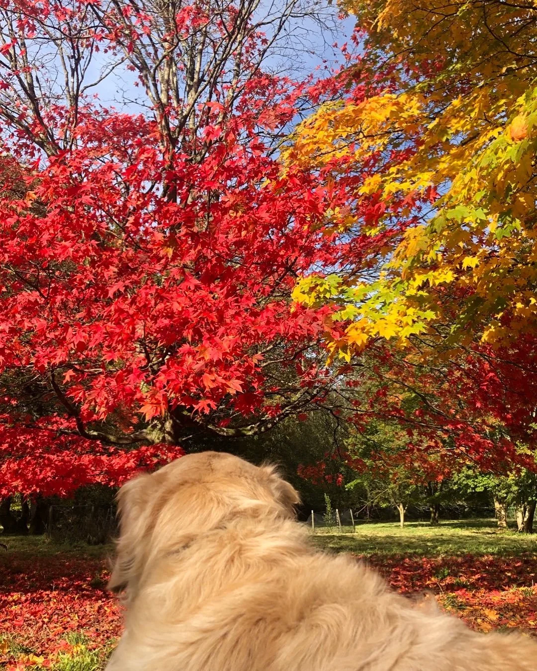 Ah, October, hello, hello. 

I love my birthday month- not just for the birthday cake, but the snuggly jumpers, the crumbles on a Sunday afternoon and the glorious colours of the trees.

The chaos of back-to-school September has gone but we&rsquo;re 