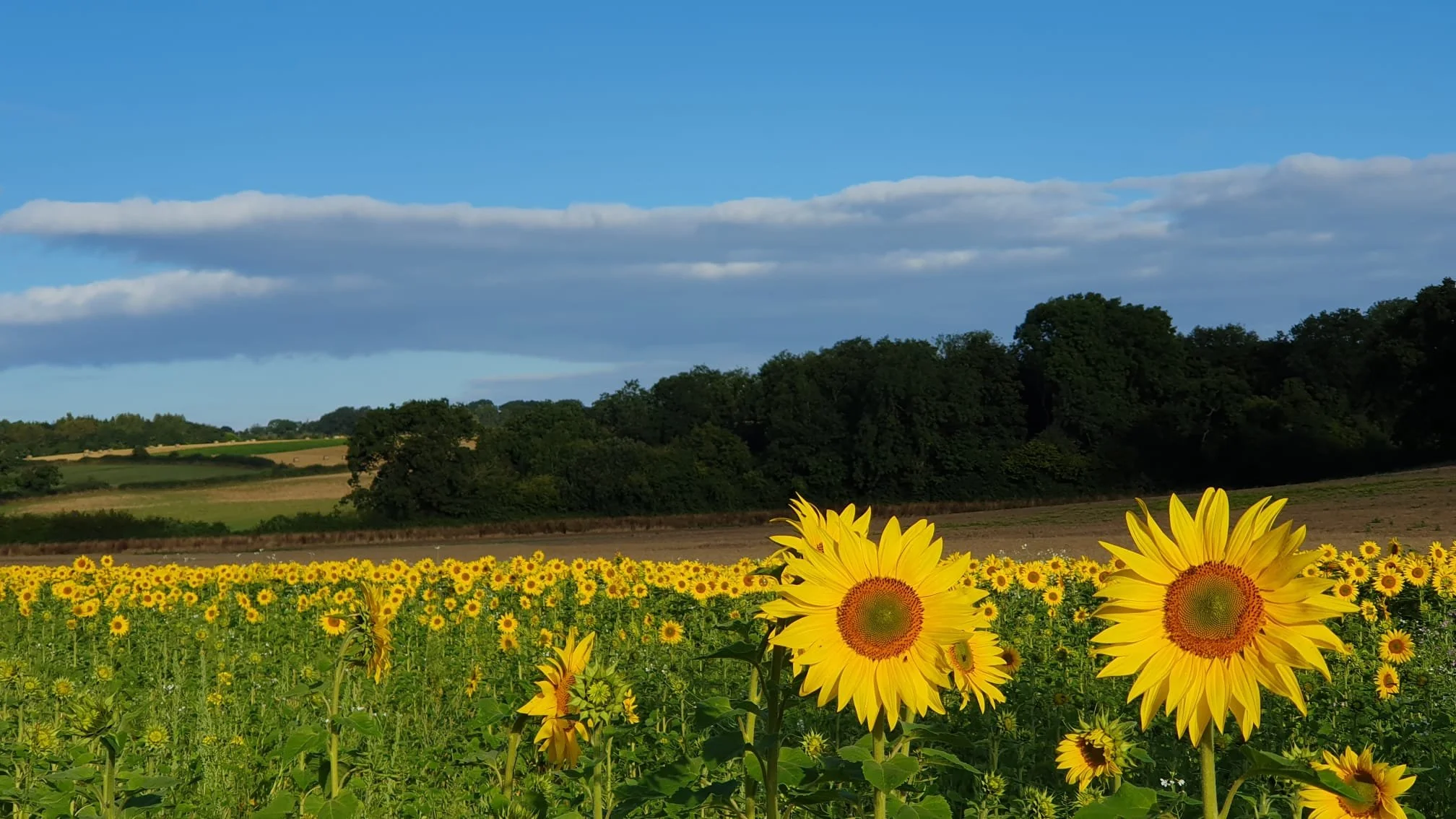 Rituals to Honour a Loved One and Tend to Your Grief