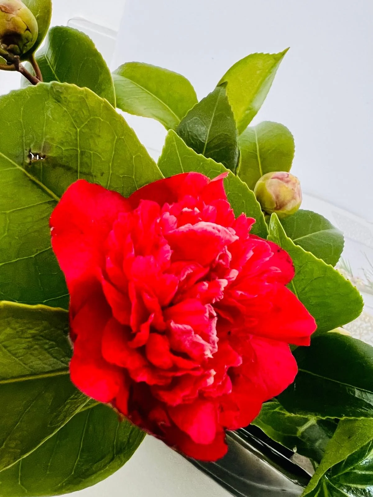 DECEMBER - Japanese Flower Calendar