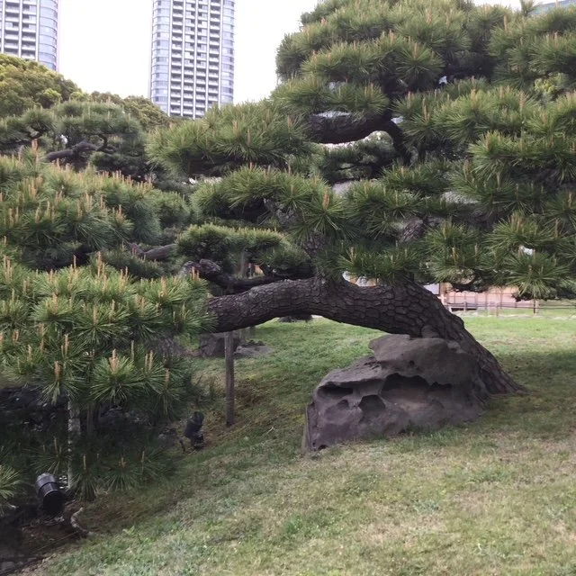 JANUARY - Japanese Flower Calendar