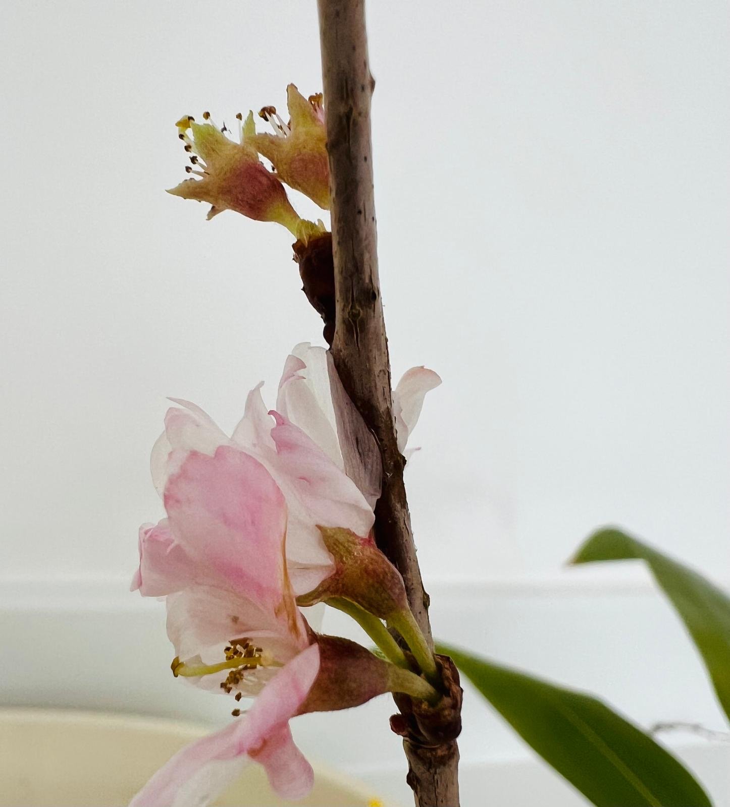 february - Japanese Flower Calendar