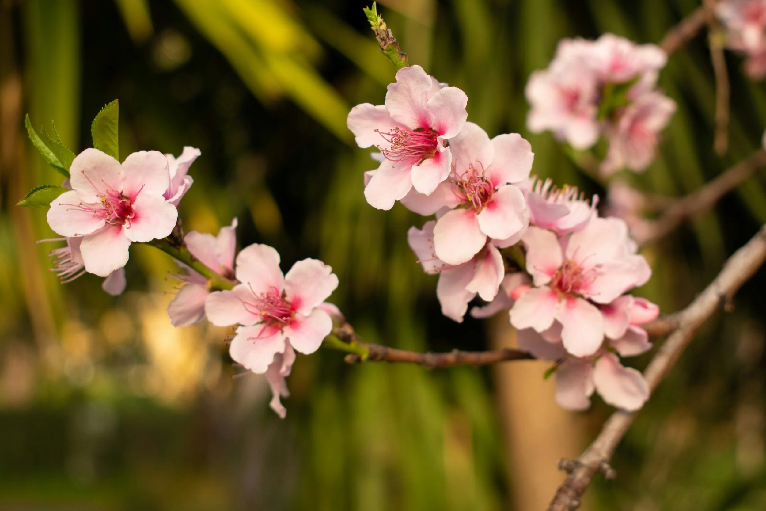 MARCH - JAPANESE FLOWER CALENDAR