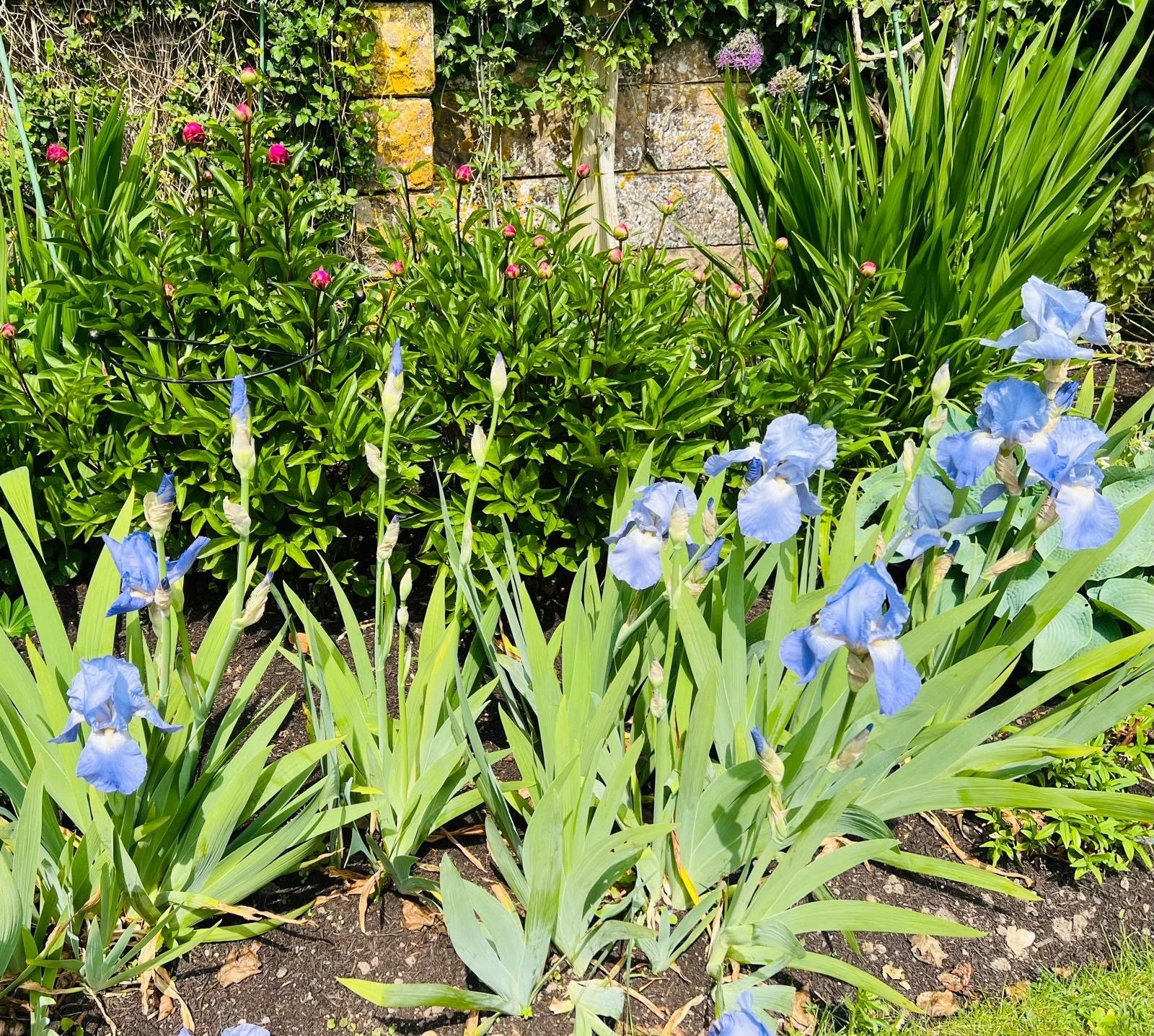 MAY - JAPANESE FLOWER CALENDAR