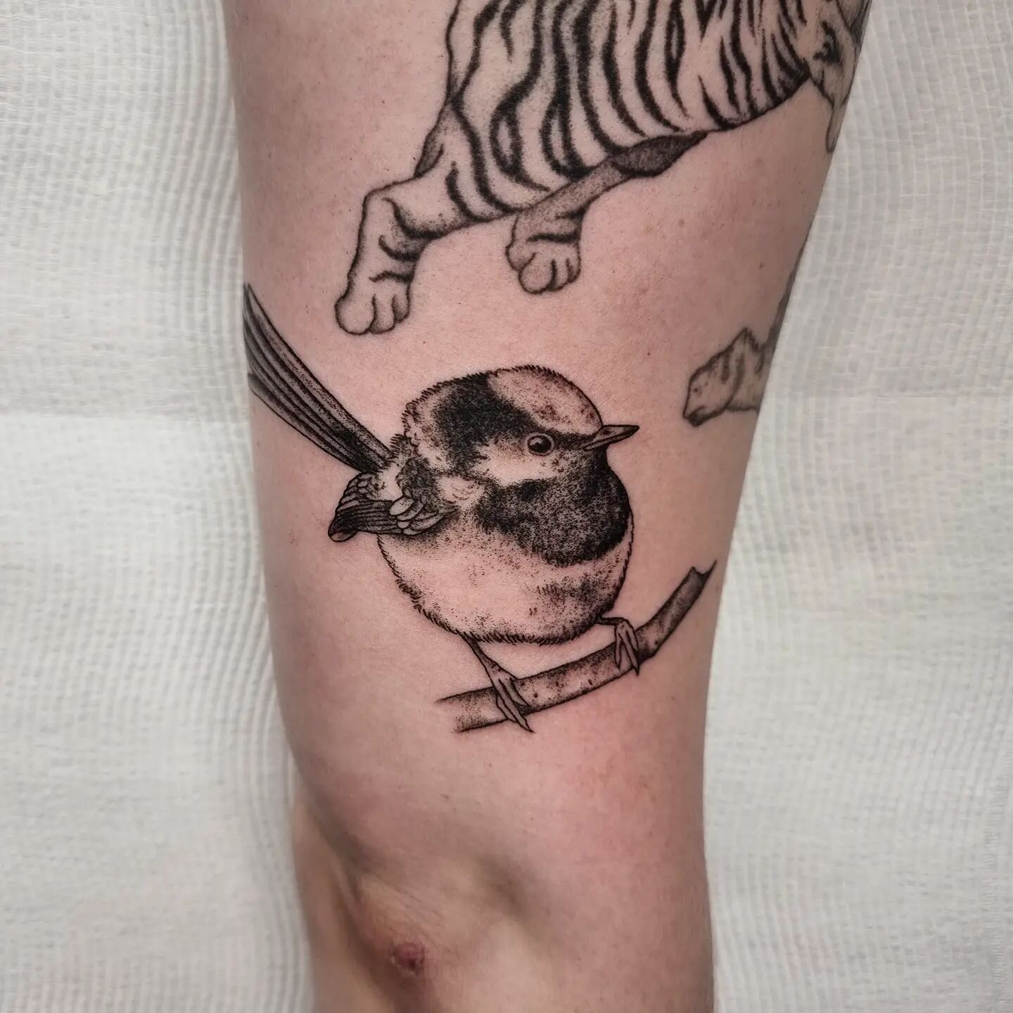 The cutest little superb fairy wren for @erin_kube Next to some healed animal friends! Thanks as always Erin!! 🐦
.
.
.
.
.
#birdtattoo #animaltattoo #fairywrentattoo ##healedtattoo #realismtattoo #realistictattoo #illustrativetattoo #blackandgreytat