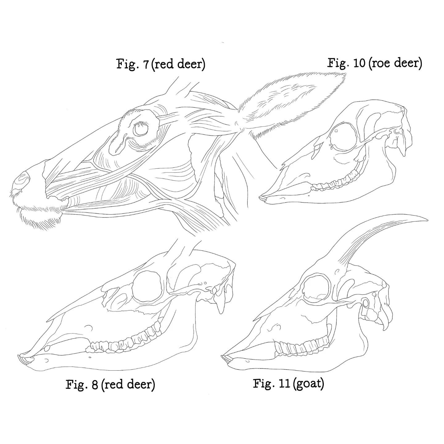 Here are a few designs that I currently have available to be tattooed! All will be shaded in black and grey. Fig. 7 and Fig. 8 would look great tattooed together, or each piece can be tattooed separately. To book just email lydiaohlydia@mansruin.tatt