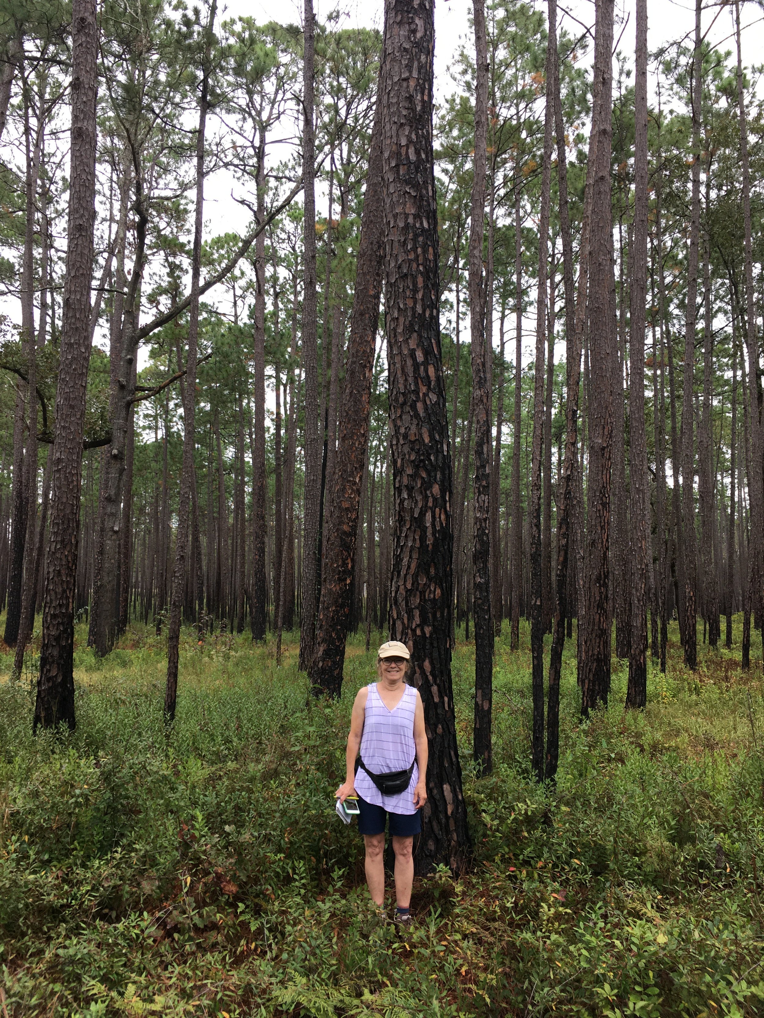 Virgin Longleaf Forest