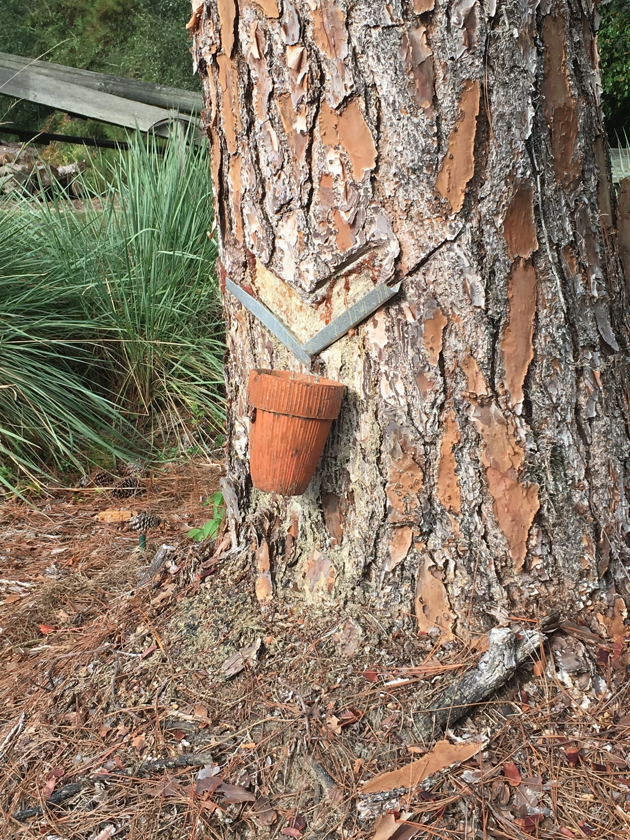 The What of Song of Jaybird