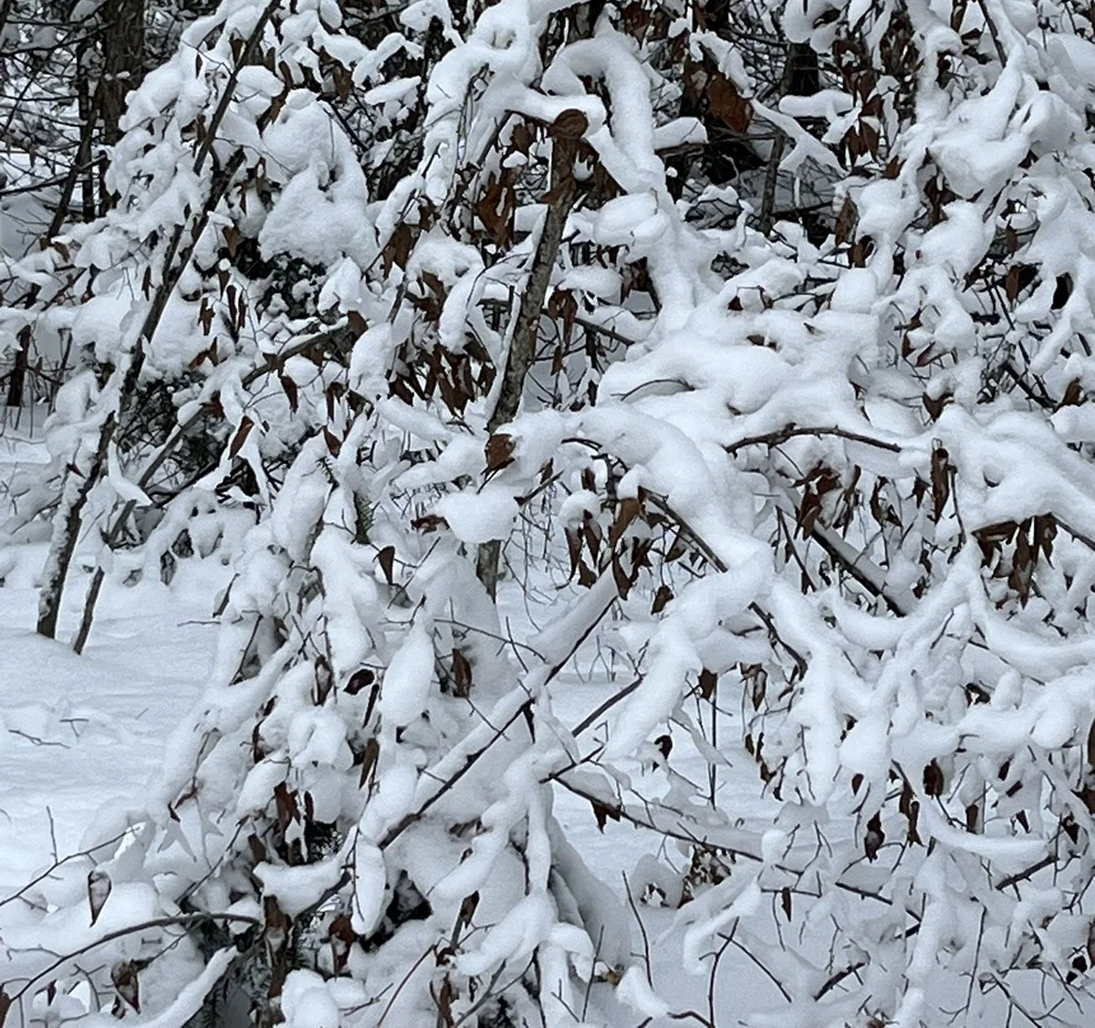An Afternoon in a Snowy Forest