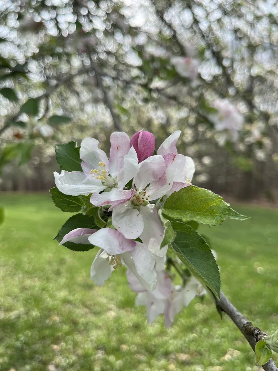  Importance of Heritage Apples Added to Writing