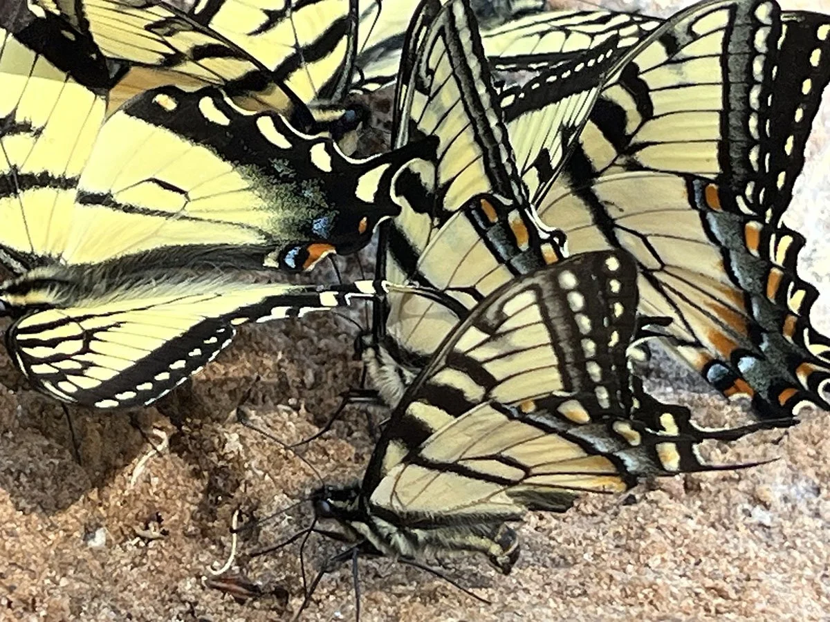 Discovering a Congregation of Tiger Swallowtails
