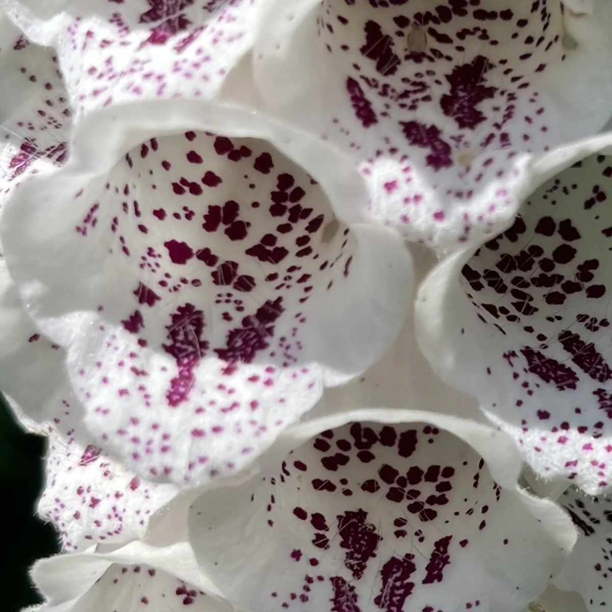 Foxglove: More than a Beautiful Bloom