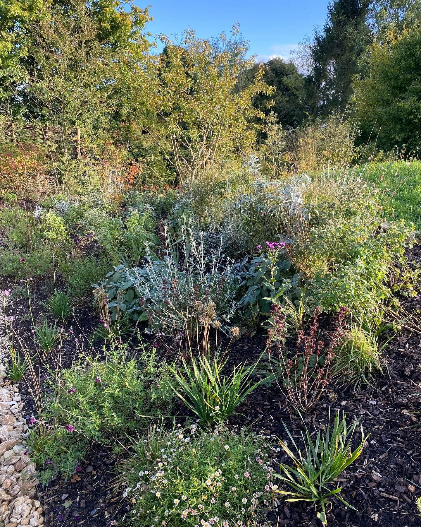 Enter the sleeping beauty season. The Monet moment of the year. Plants seemingly turn watercolour style, merging with each other, contours fade. 

This young border is experiencing its first autumn since planting. Very proud of them setting roots so 