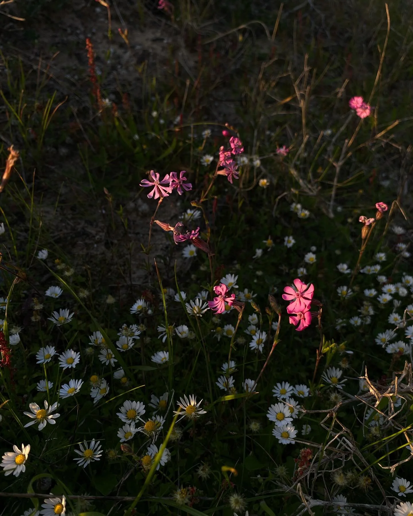 Primary sand dune spring. 
Silene scabriflora, a native to the Iberian Peninsula, glowing here in the setting sunlight of Vila Nove de Milfontes.