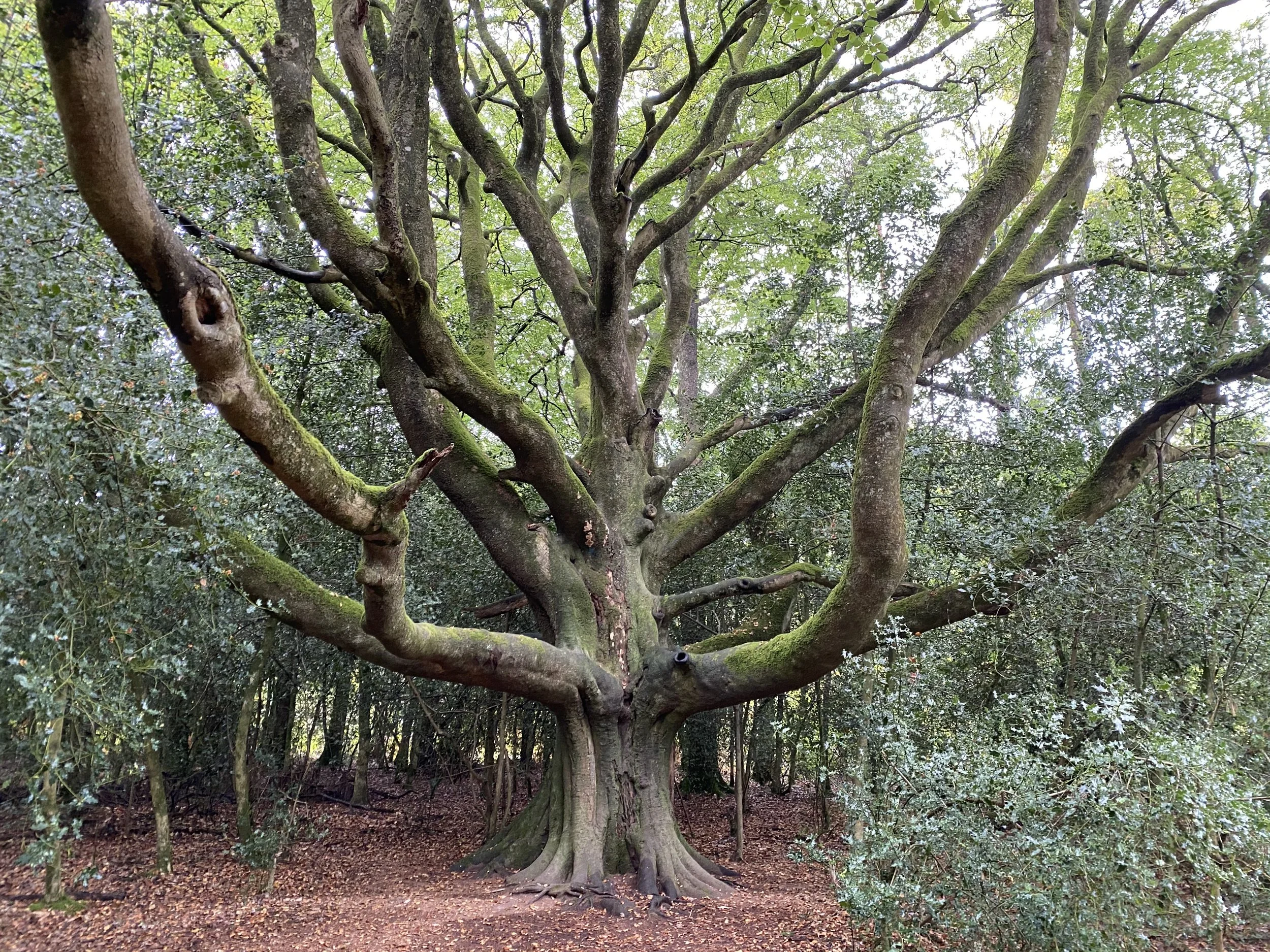 Réveille tes 4 héros intérieurs en Brocéliande 