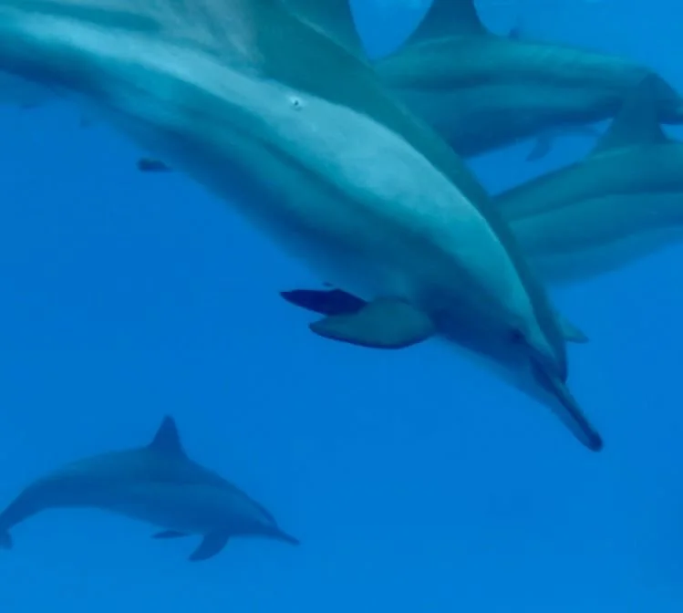 Guérisons avec les Dauphins de Sataya (Egypte)