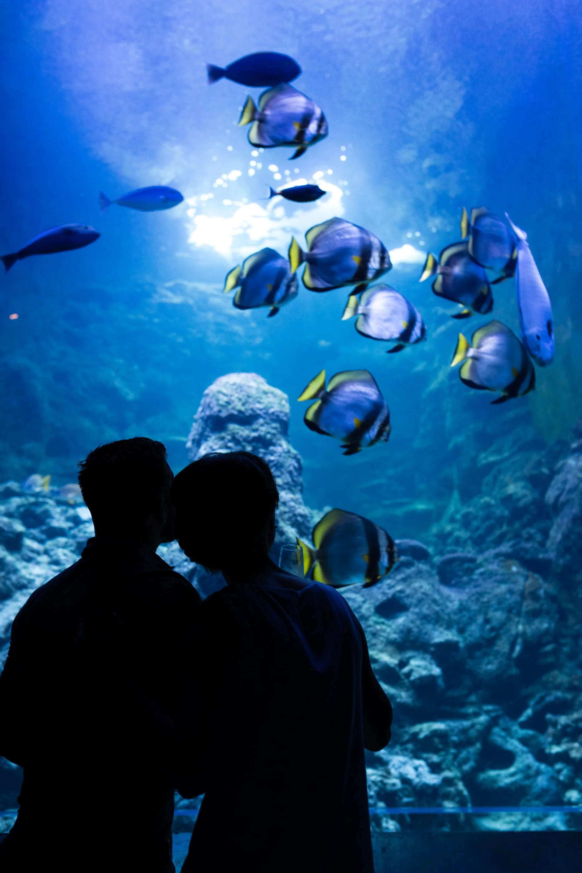 Zwei Menschen schauen auf ein Aquarium mit bunten Fischen.