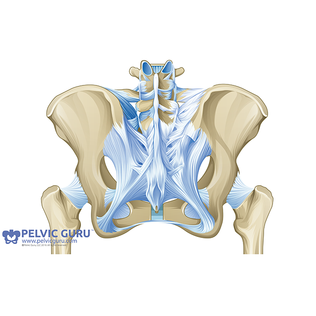 pelvic ligaments sturdy and stable