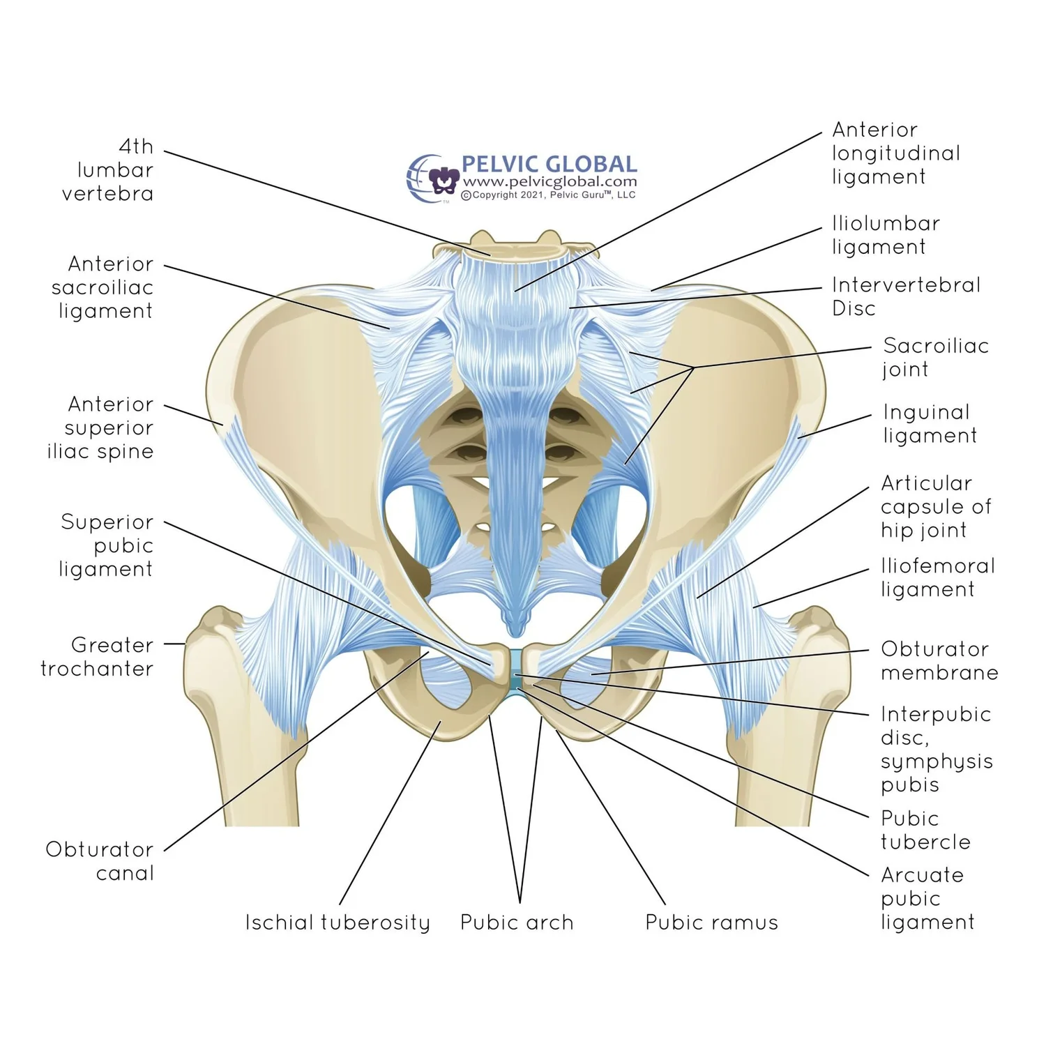 Hip Pain and Your Pelvic Floor Muscles — Radiance Physical Therapy
