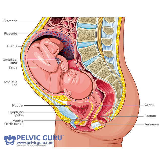 light skin pelvis and pelvic anatomy during pregnancy