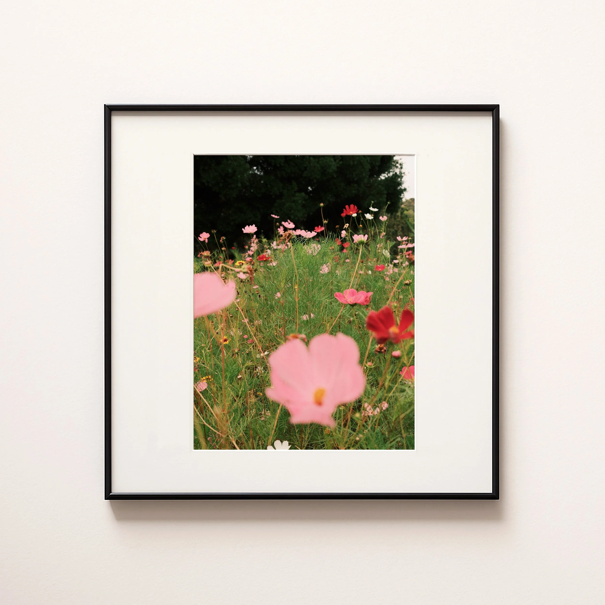 FLOWERS IN COLOUR .jpg