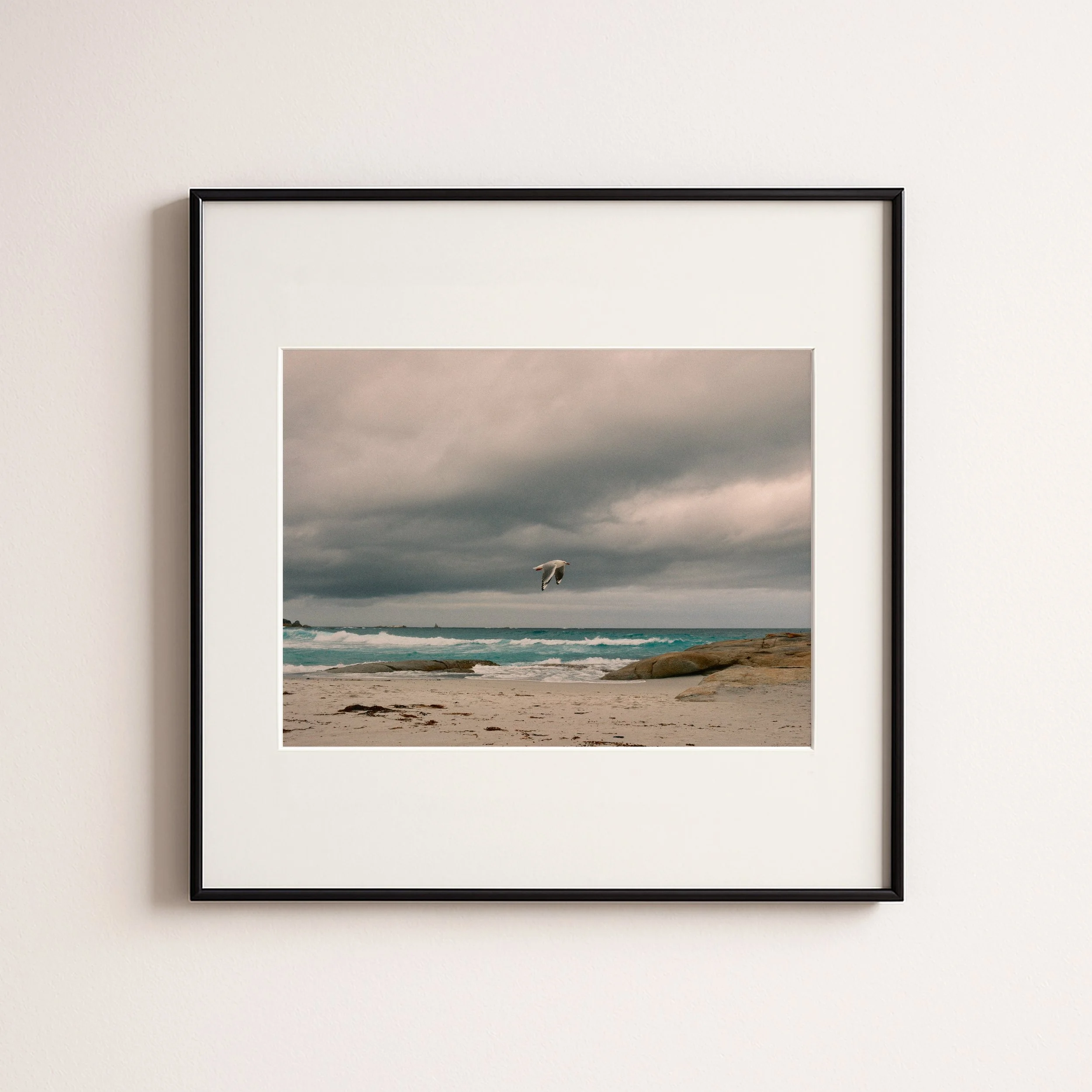 SEAGUL .jpg