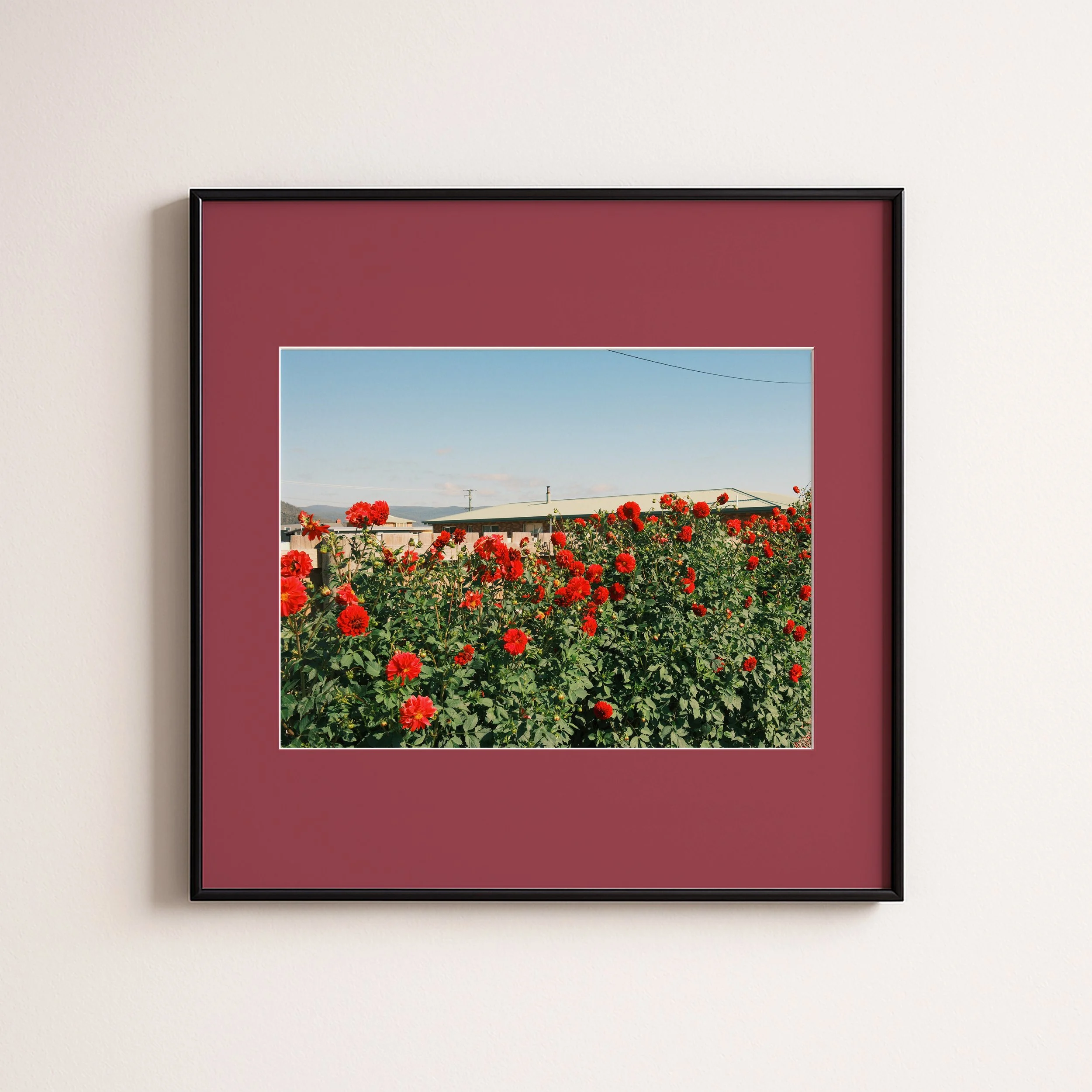 ROSES IN PINK .jpg