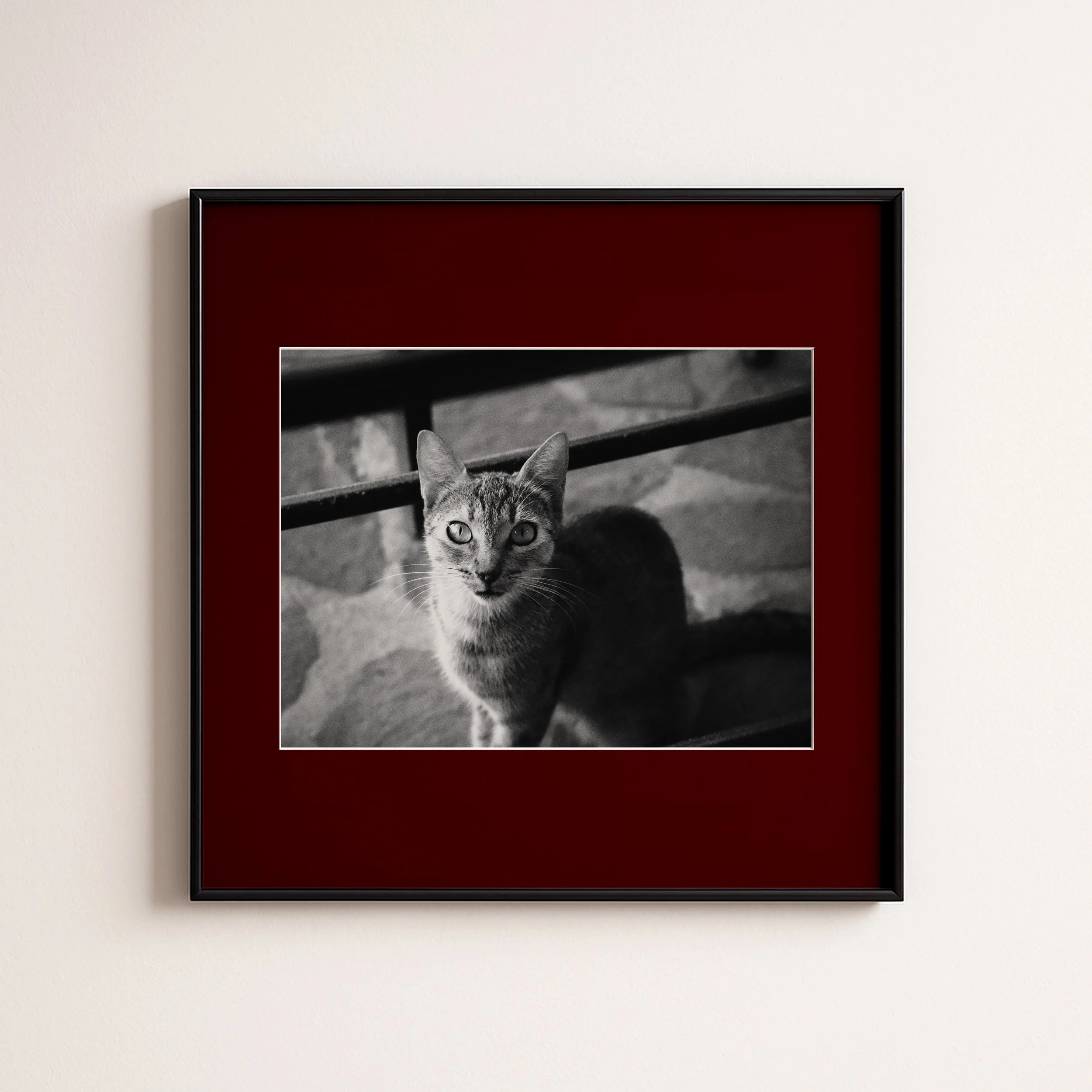 CAT DEEP RED.jpg