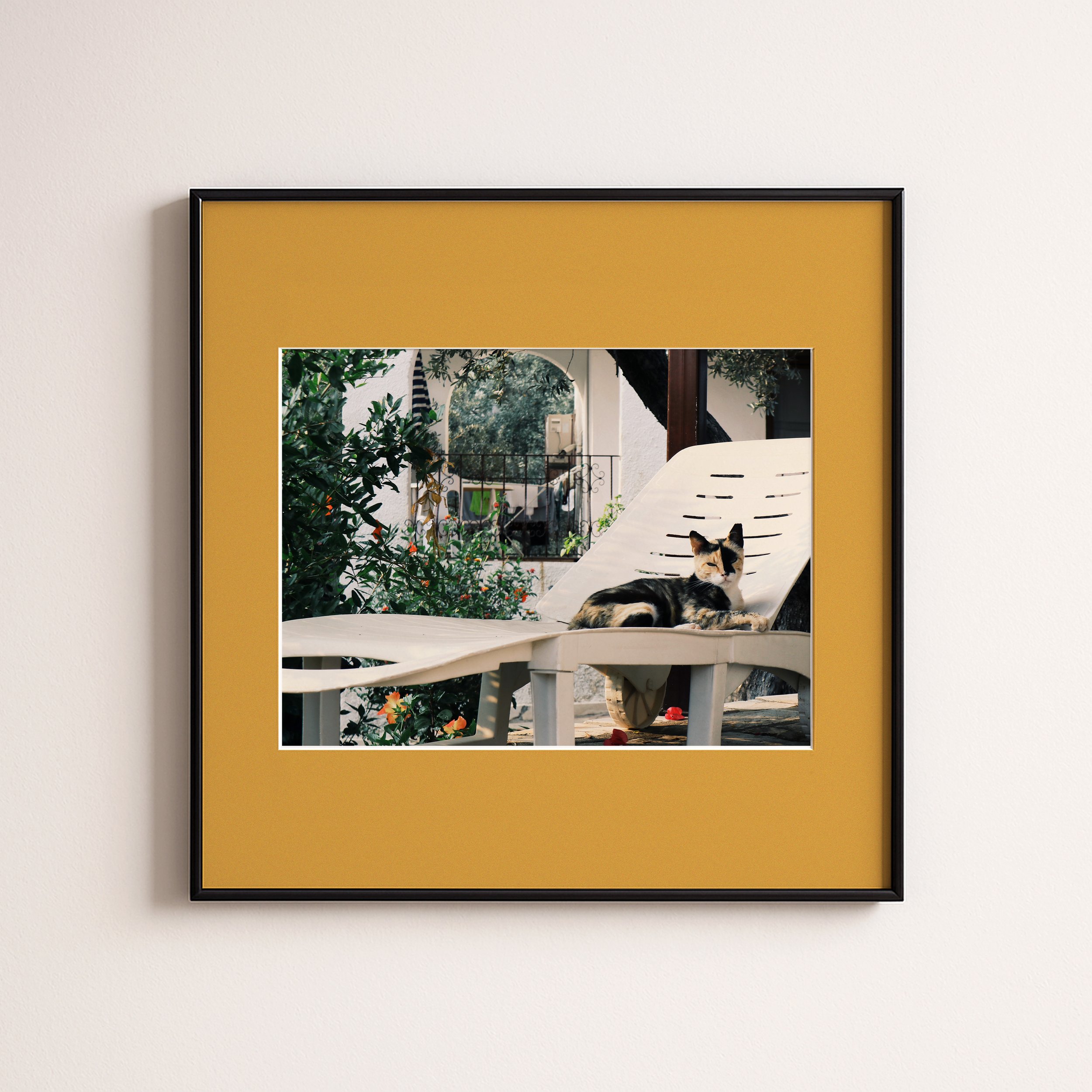 CAT ON SUNBET ORANGE .jpg