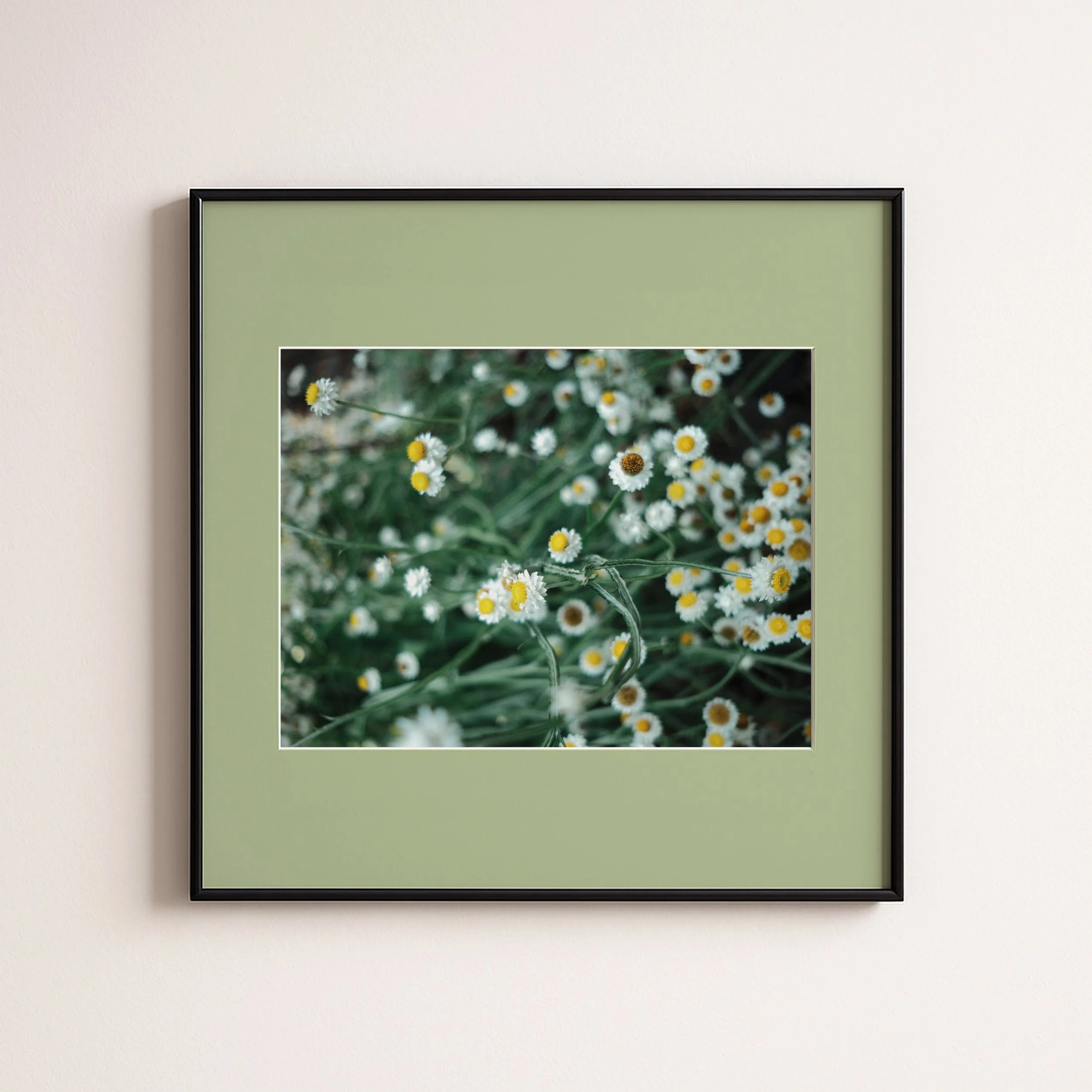 DAISIES GREEN .jpg