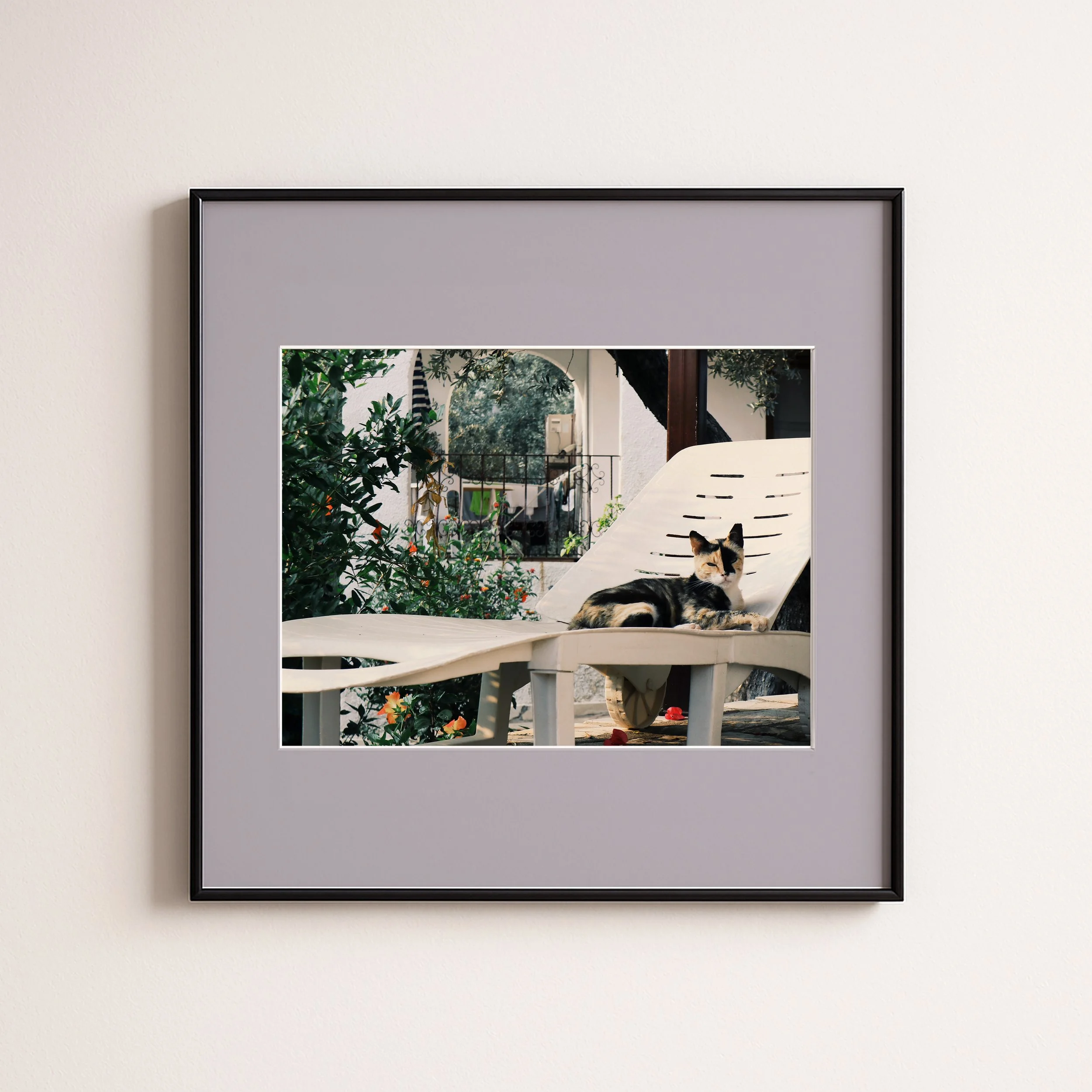 CAT ON SUNBET LILAC.jpg