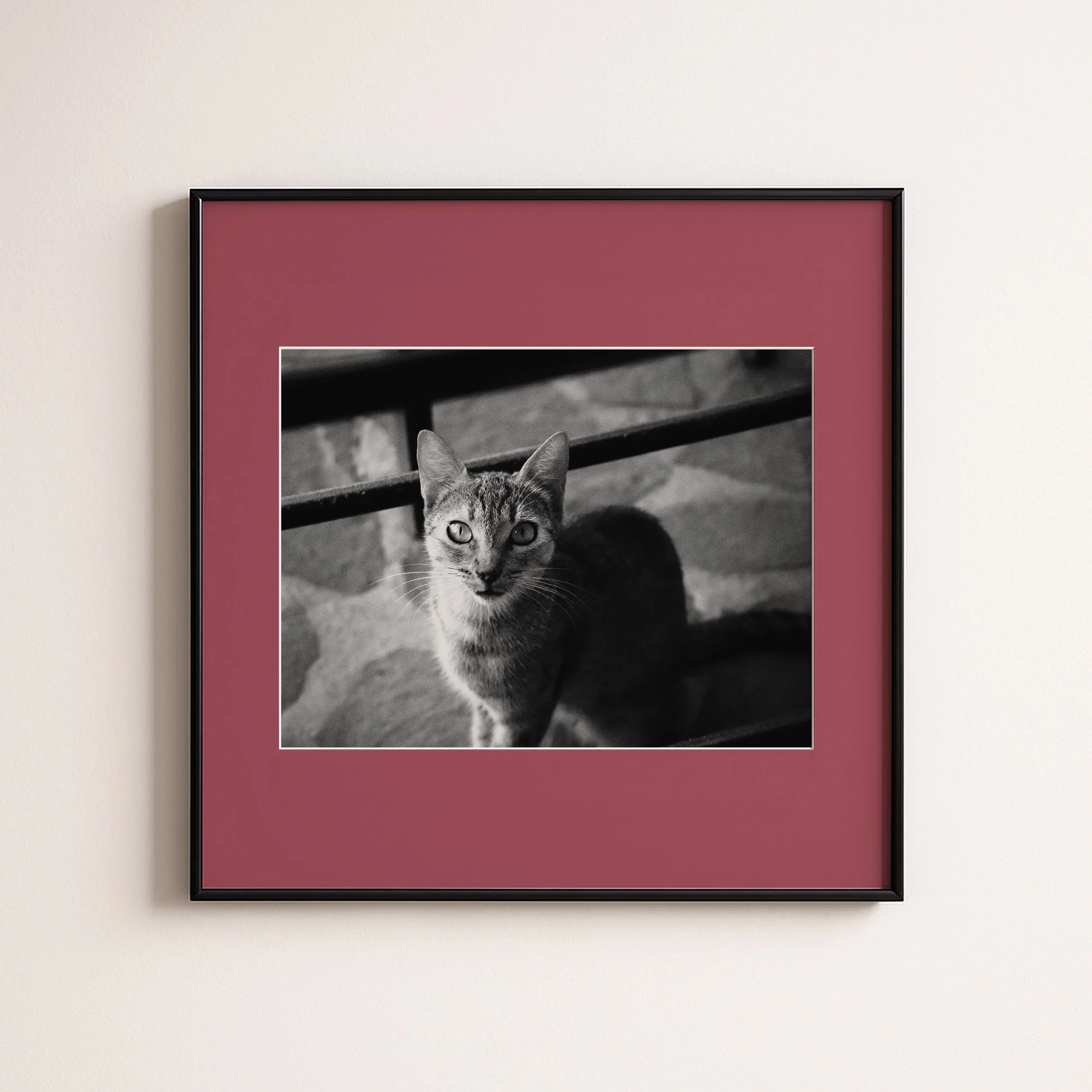 Cats eye