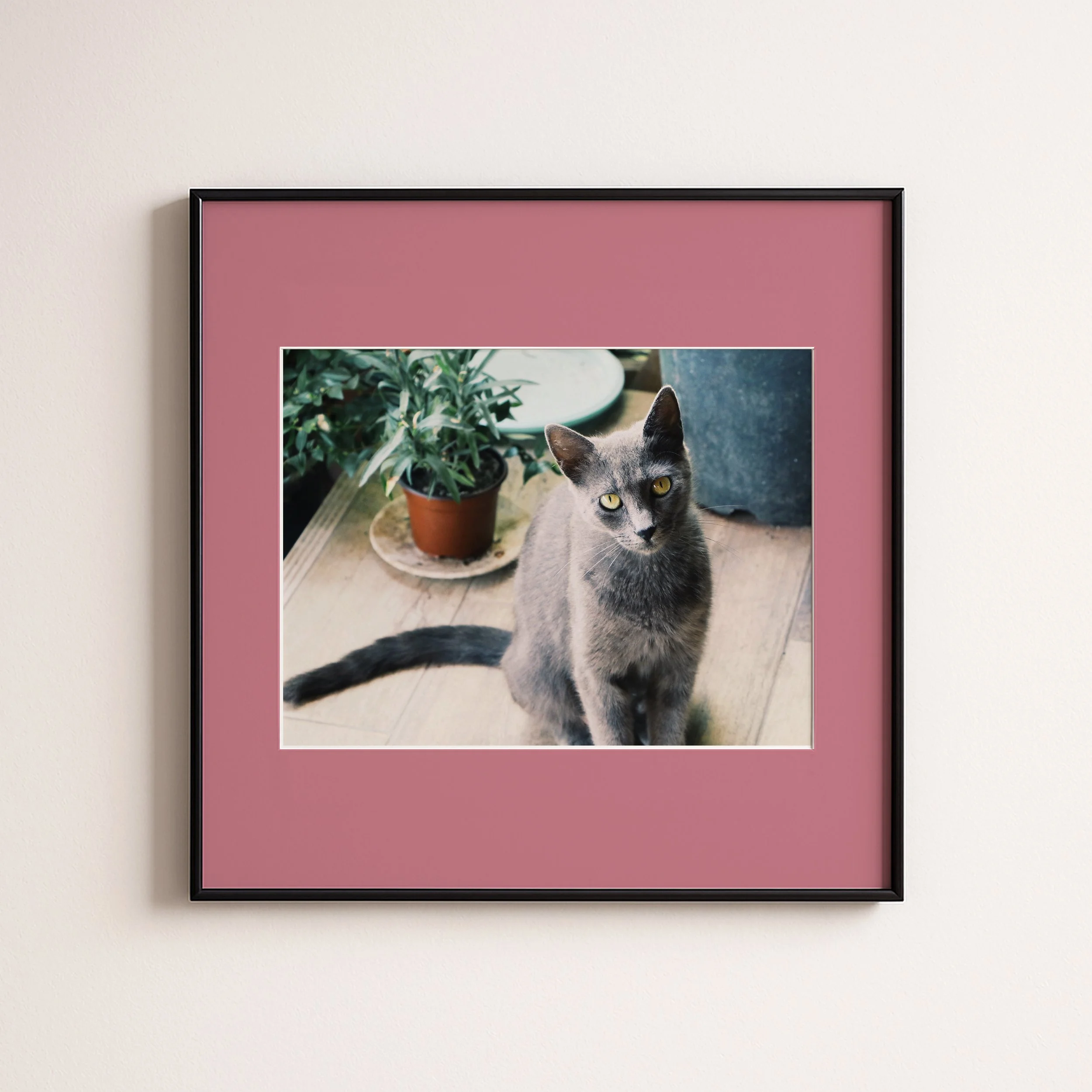 CATS EGES 2 PINK  .jpg