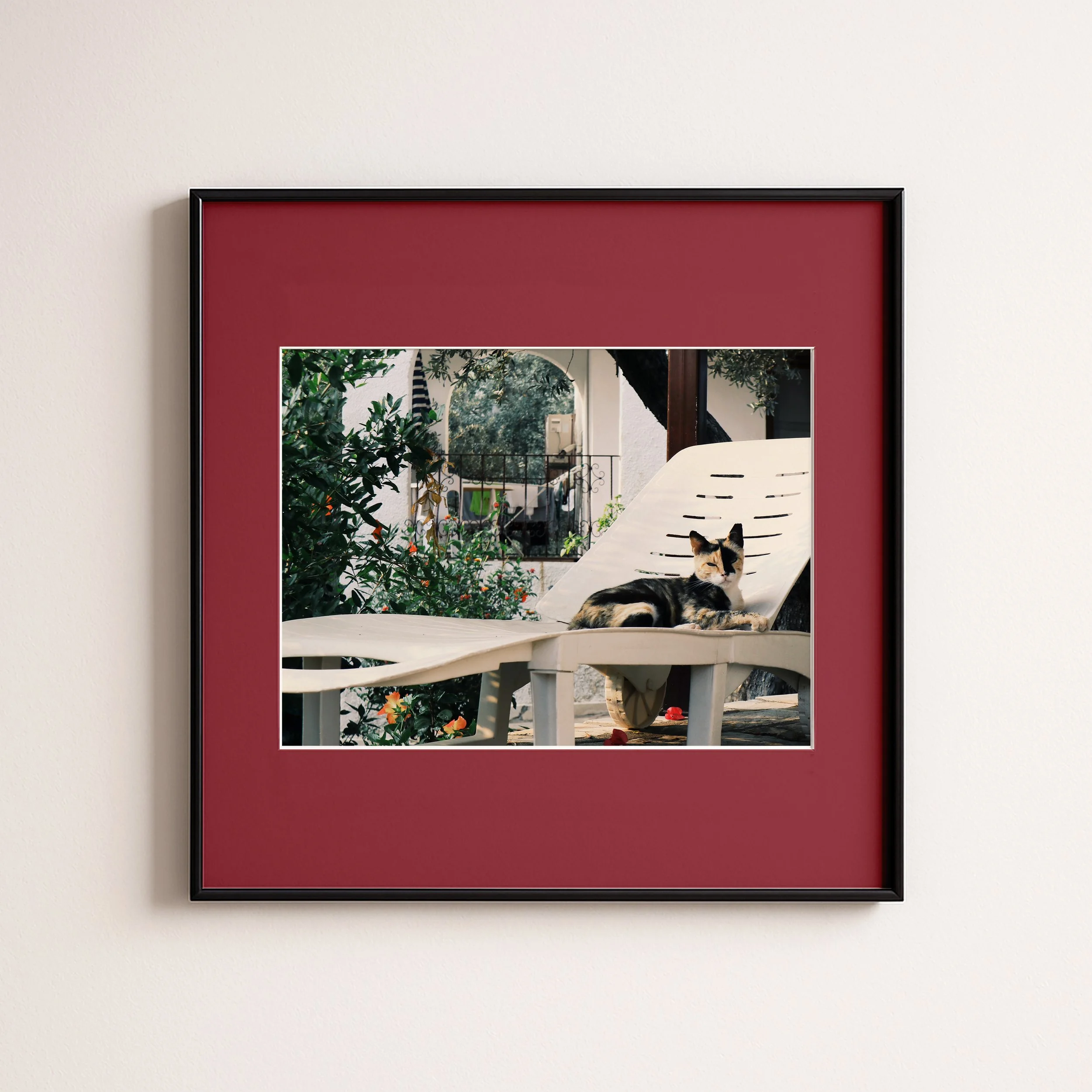 CAT ON SUNBET RED.jpg